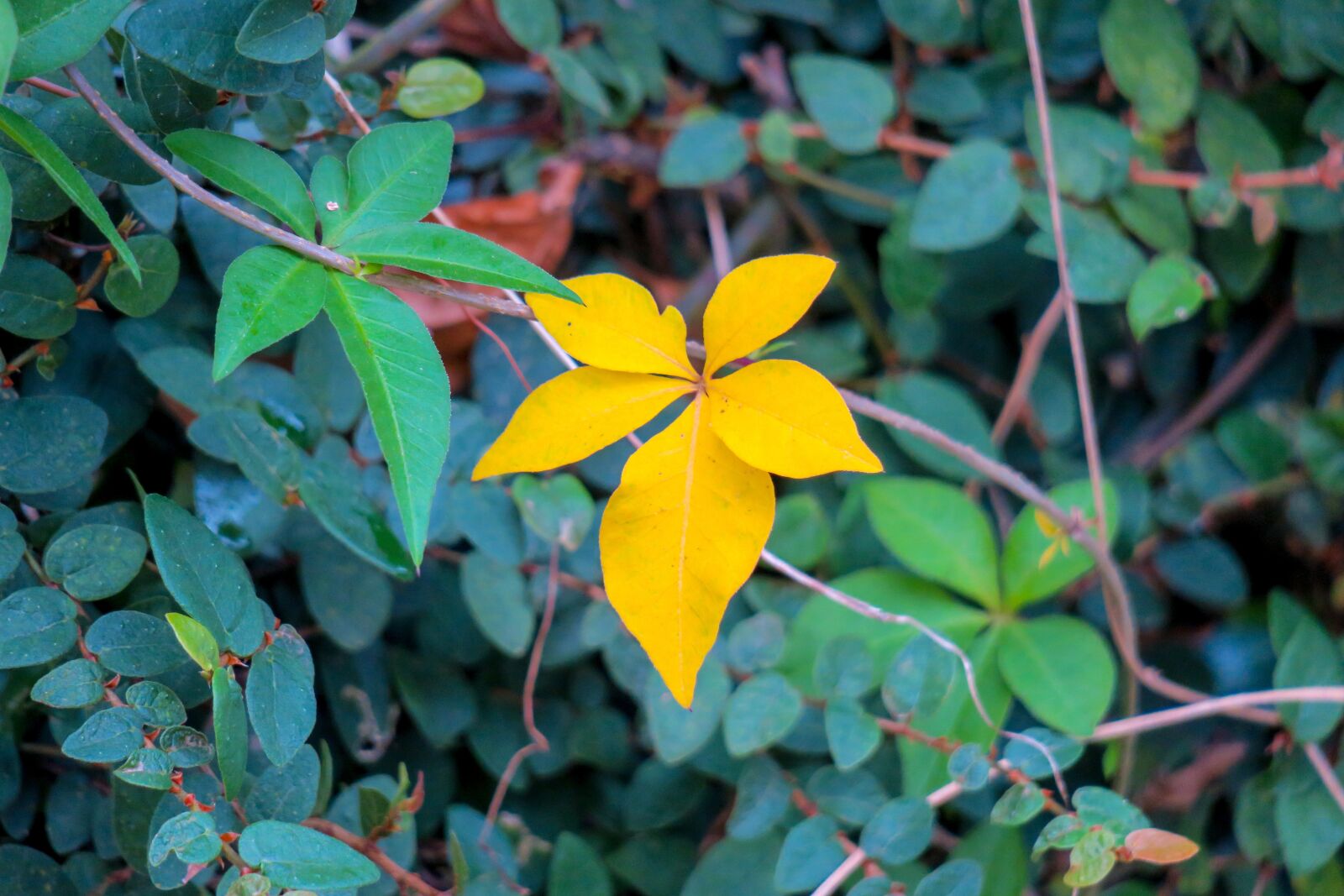 Canon PowerShot G3 X sample photo. Hong kong wildflowers, wild photography
