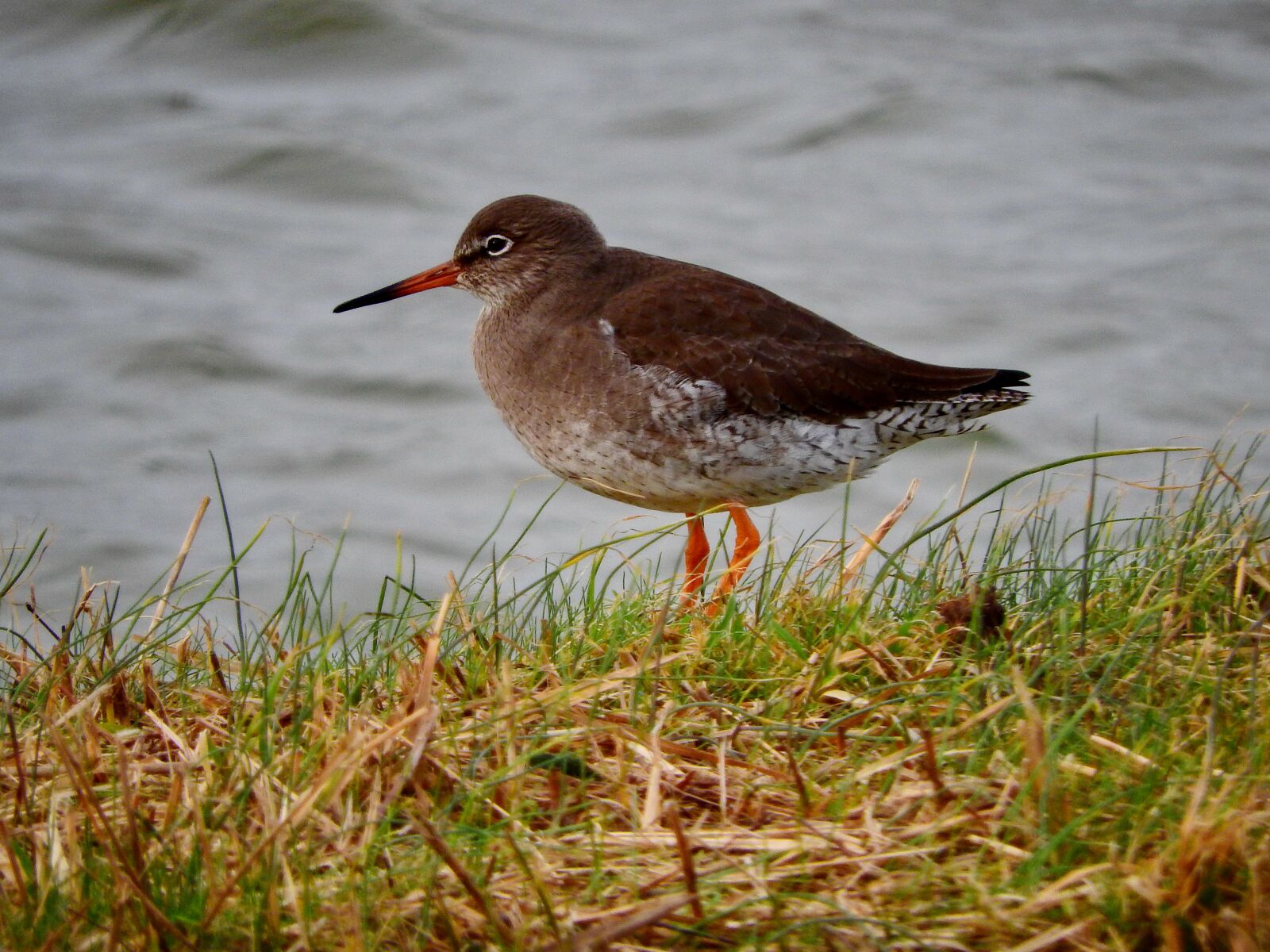 Nikon Coolpix P610 sample photo. Redshank, bird, watt bird photography