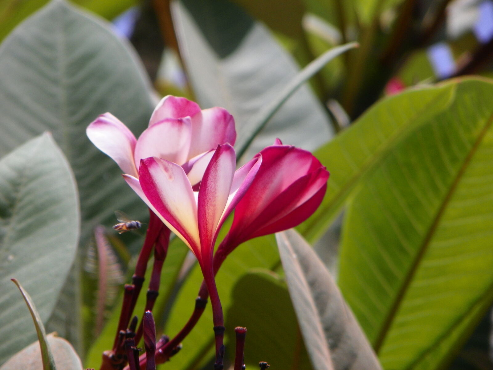 Kodak EasyShare Z981 sample photo. Bee, closeup, flower, flying photography