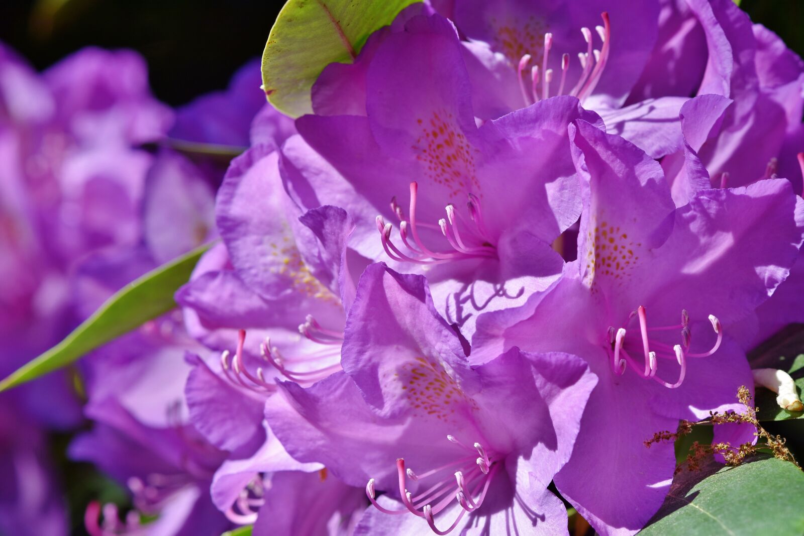 Nikon D7200 sample photo. Rhododendron, rhododendron buds, rhododendron photography