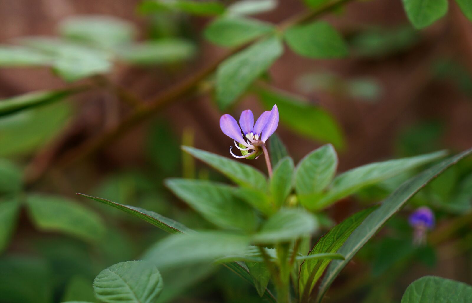 Sony Alpha NEX-F3 + Sony E 18-55mm F3.5-5.6 OSS sample photo. Wildflowers, purple, natural photography