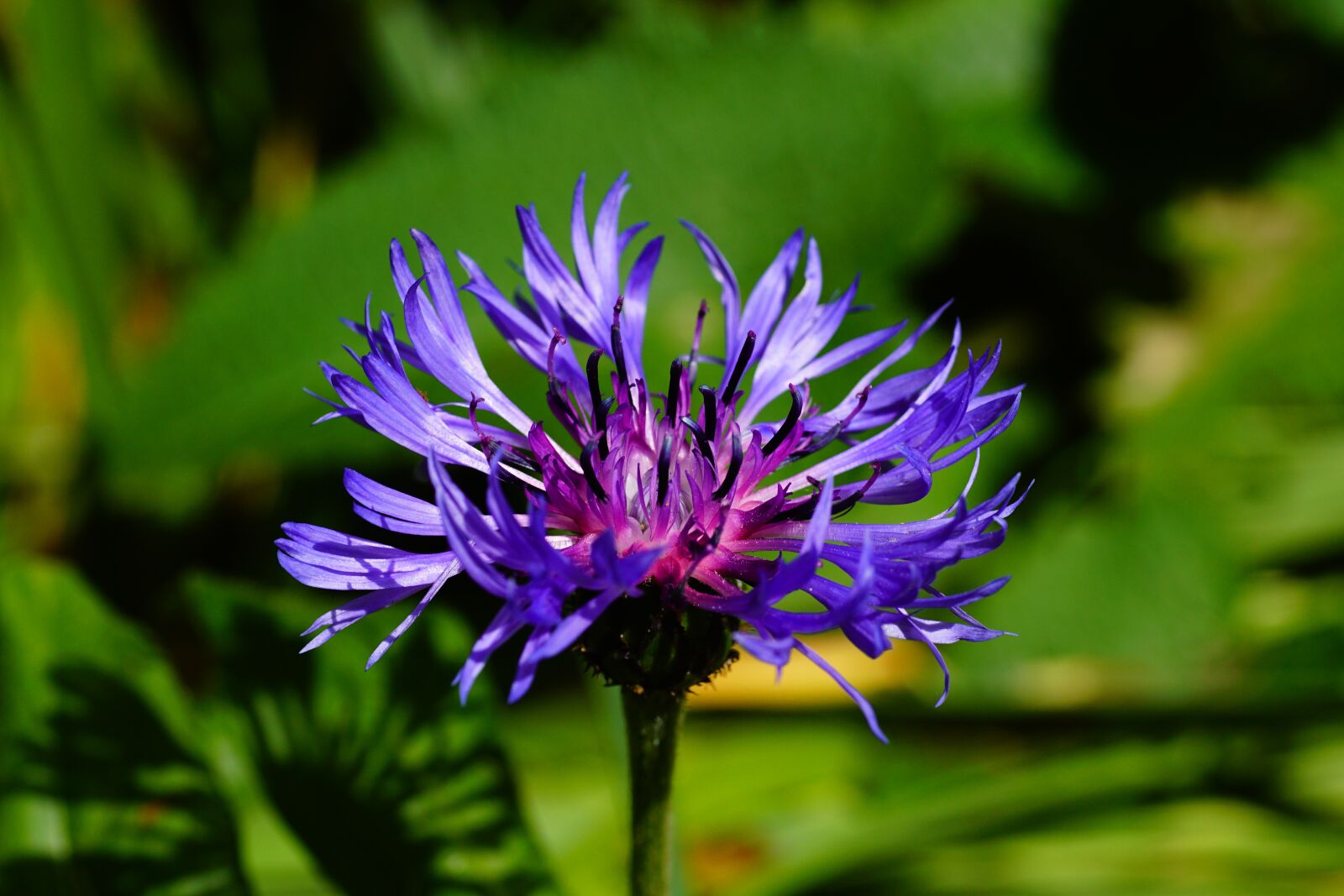 Sony SLT-A68 sample photo. Cornflower, garden, blue photography