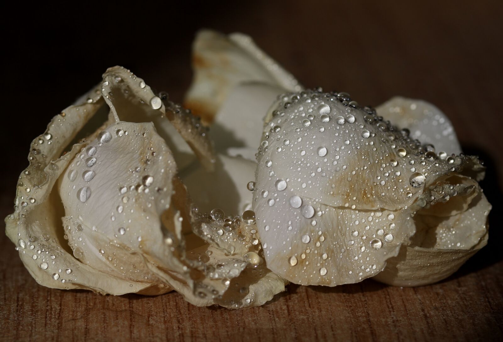 Canon EF-S 60mm F2.8 Macro USM sample photo. Rose, white, petals photography