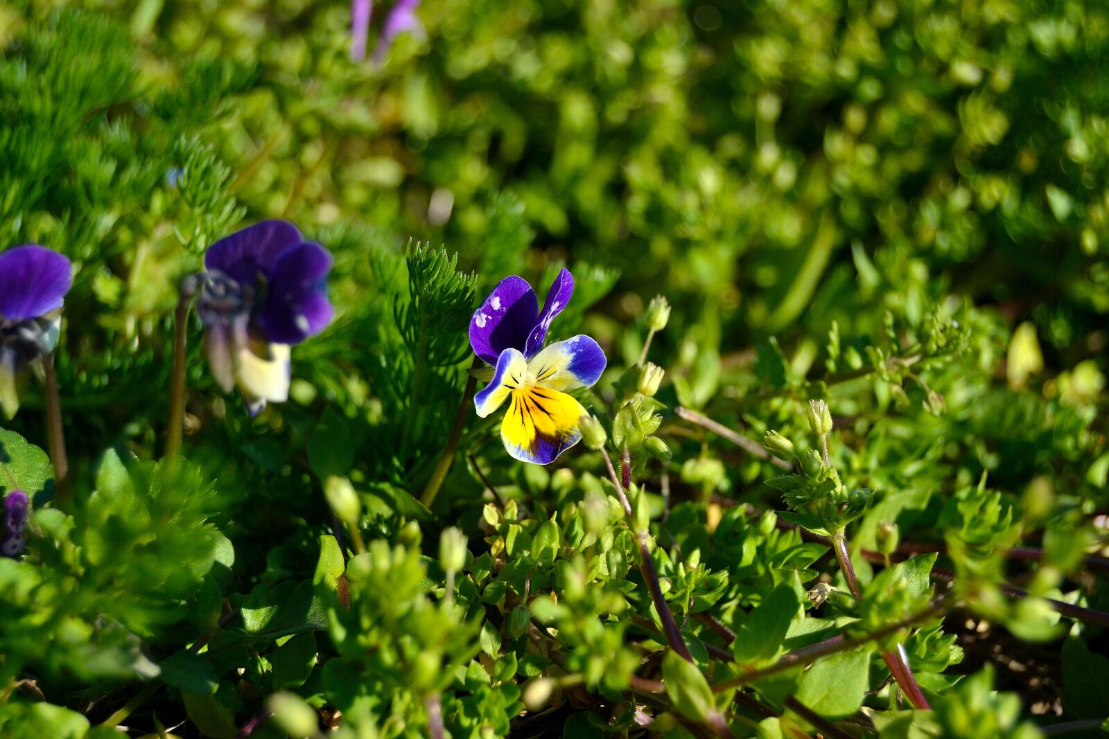 Nikon D3100 sample photo. Bosviooltje, forest, violin photography