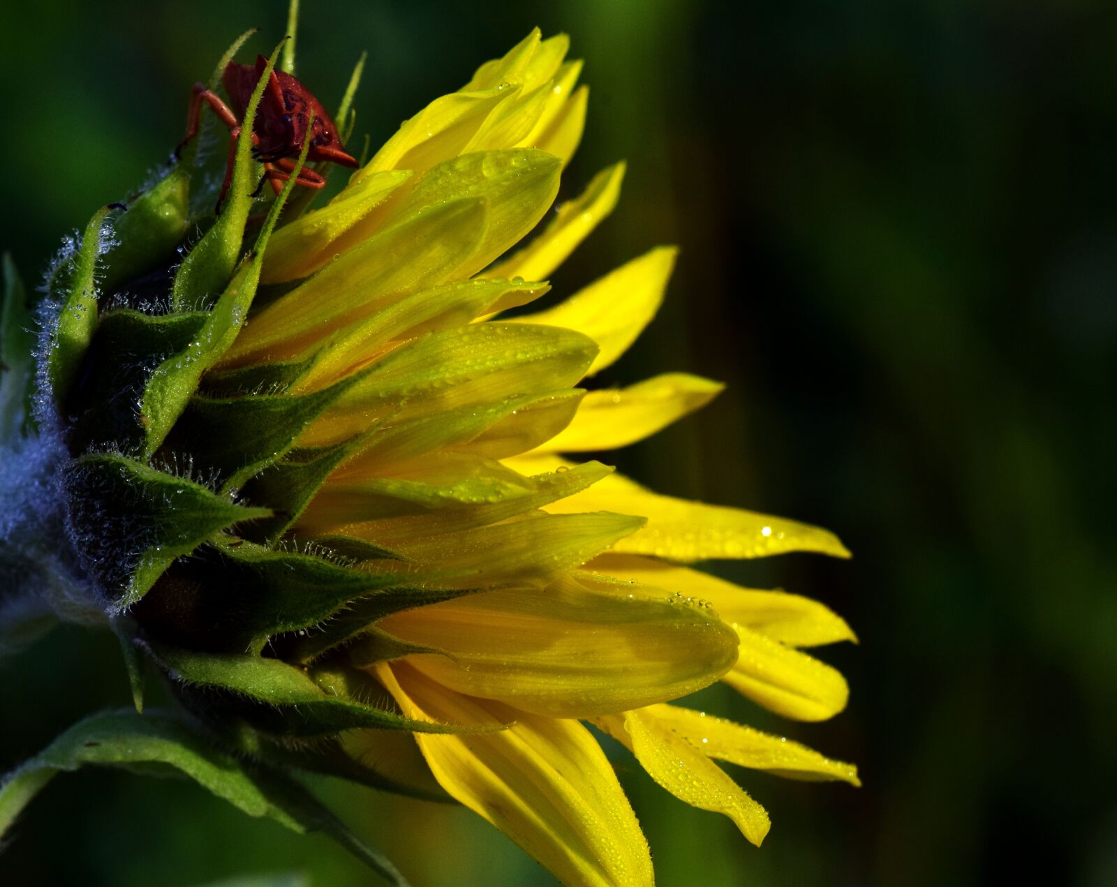Nikon D3300 sample photo. Sunflower, morgentau, leaf bug photography