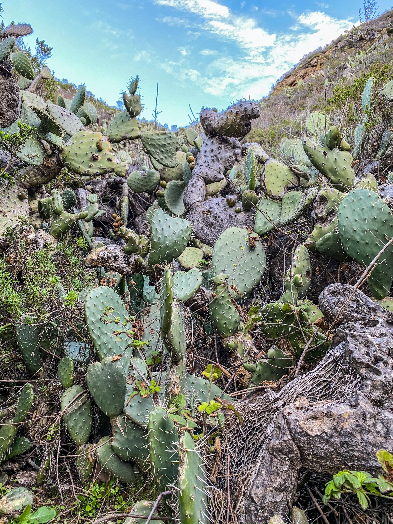 iPhone 11 Pro back triple camera 4.25mm f/1.8 sample photo. Cactus, big sur, hiking photography