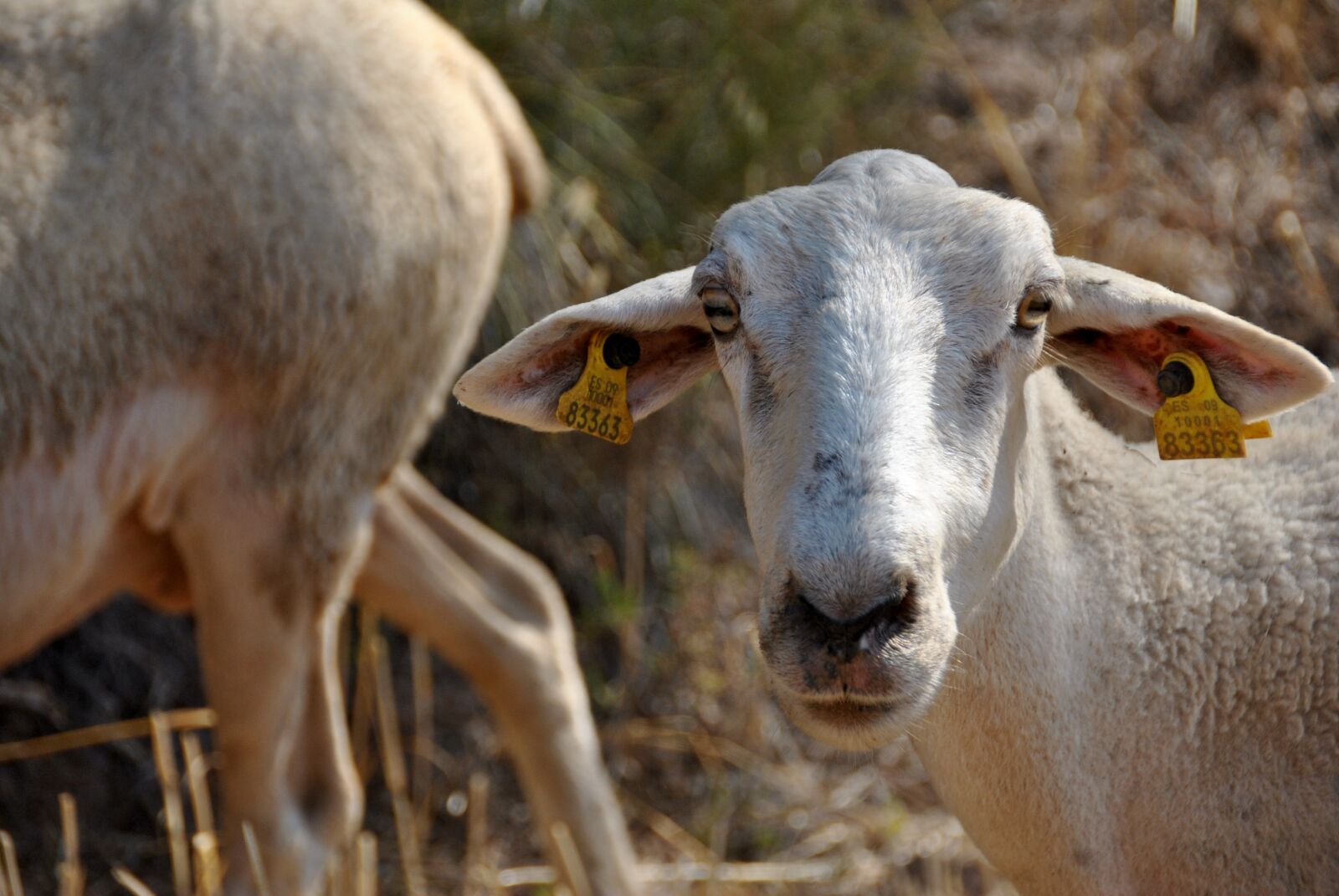 Nikon D3000 sample photo. Sheep, goat, nature photography