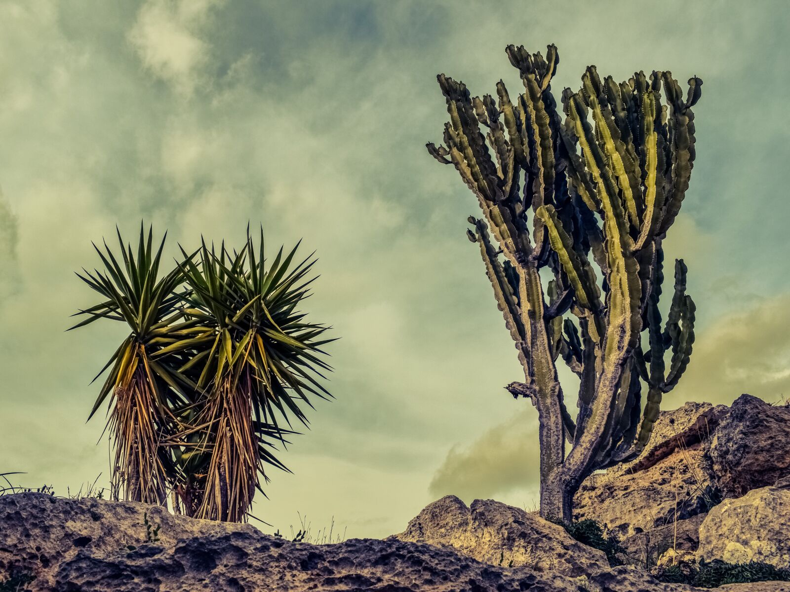 Nikon D3300 sample photo. Cactus, rock, landscape photography