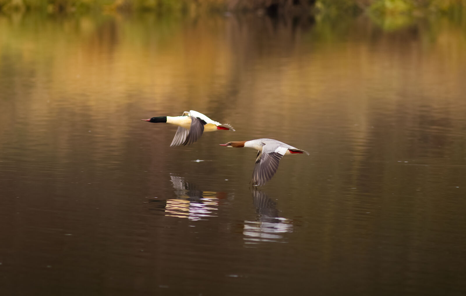 Canon EOS M50 Mark II (EOS Kiss M2) sample photo. Goosander photography