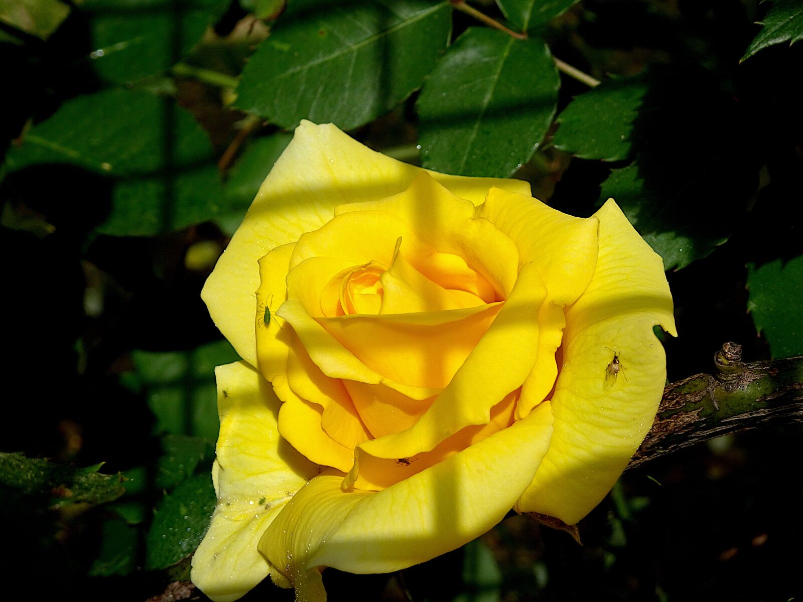 Sony Cyber-shot DSC-HX90V sample photo. Pink, roses, the colour photography