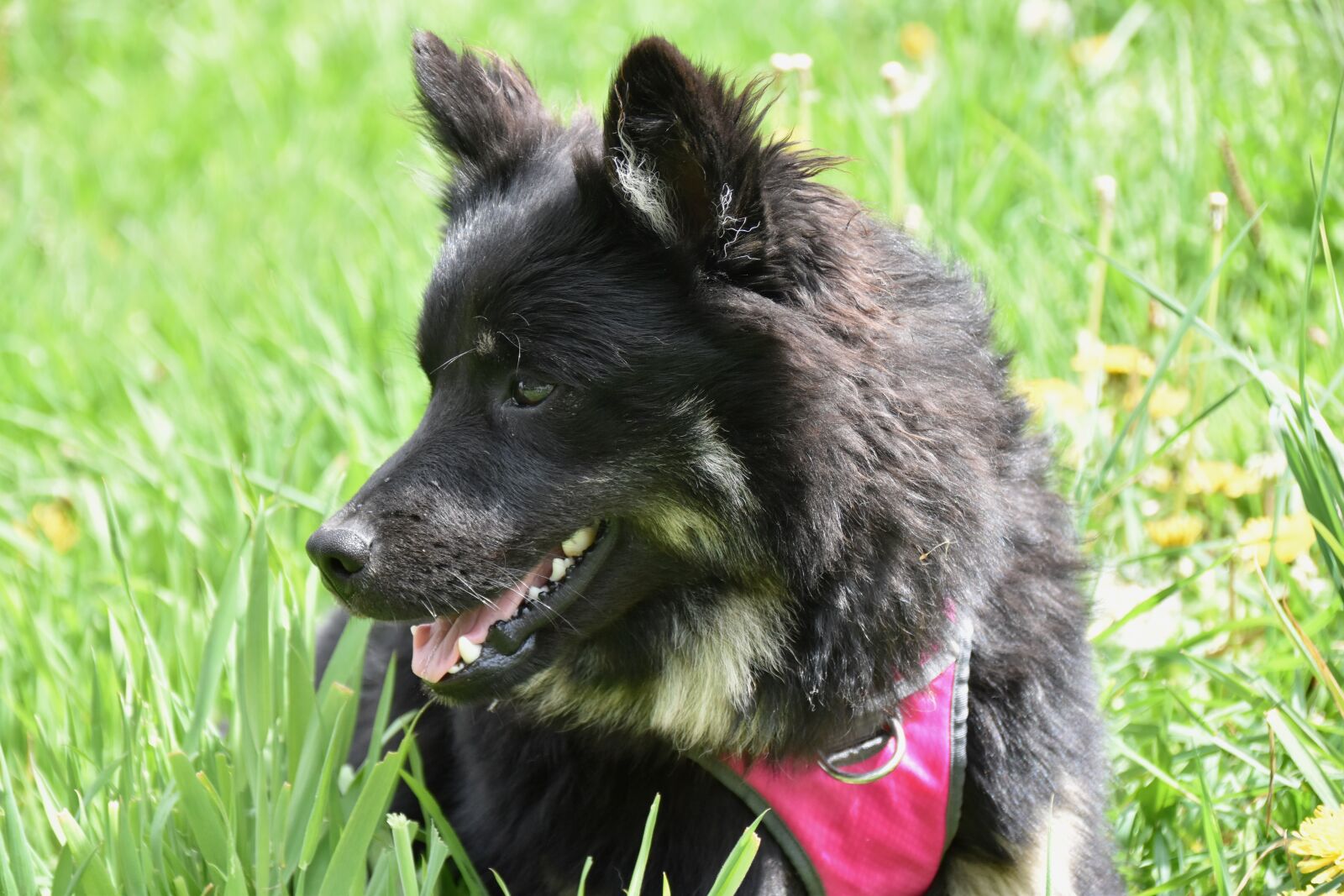 Nikon D5600 sample photo. Dog, pup, puppy photography