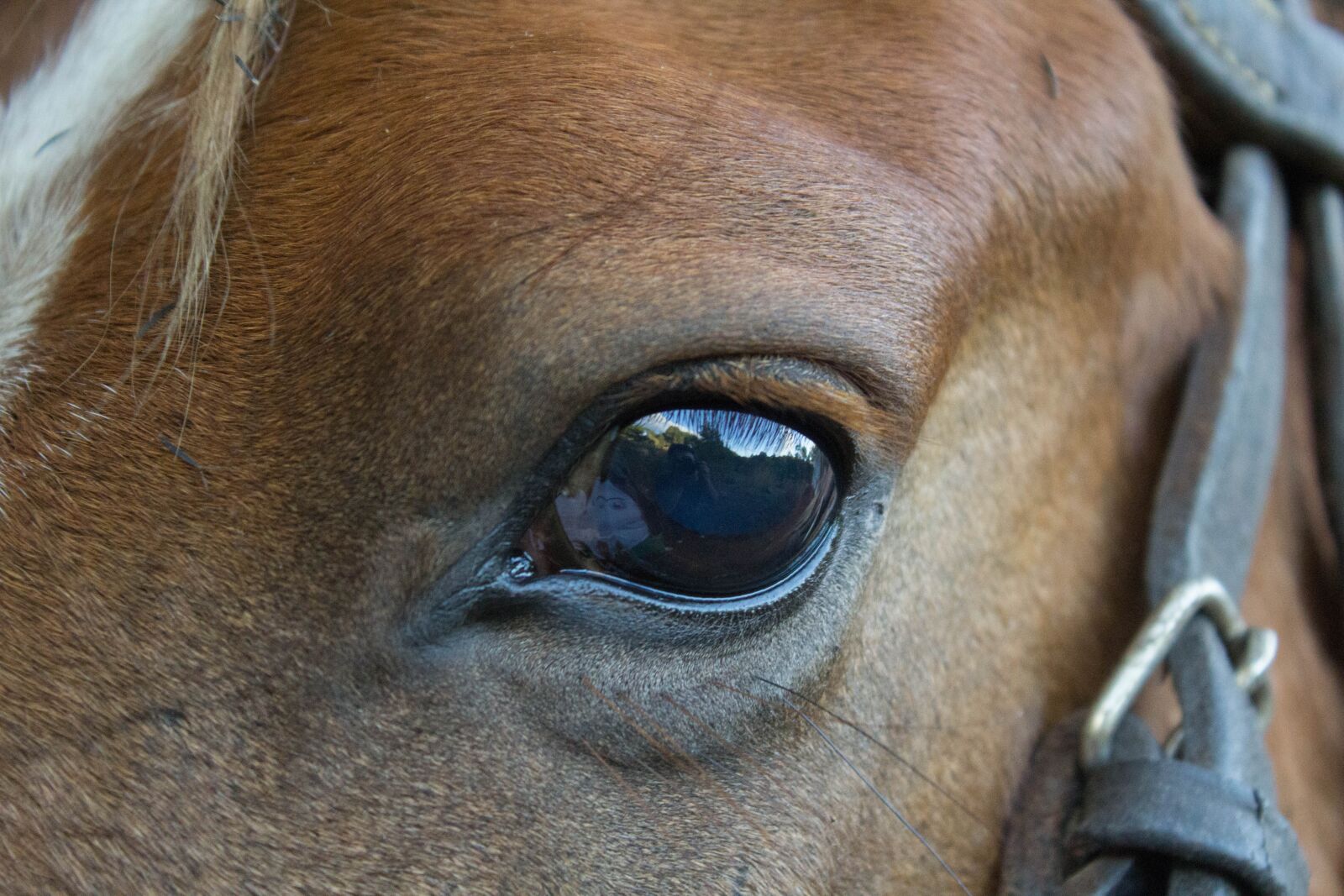 Canon EOS 1200D (EOS Rebel T5 / EOS Kiss X70 / EOS Hi) sample photo. Animalia, cavalry, portrait photography