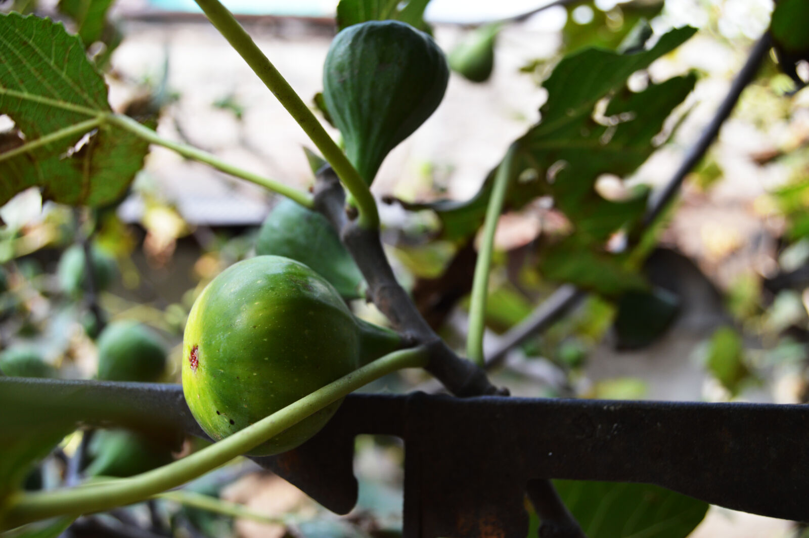 Nikon D3200 sample photo. Agriculture, branch, close, up photography