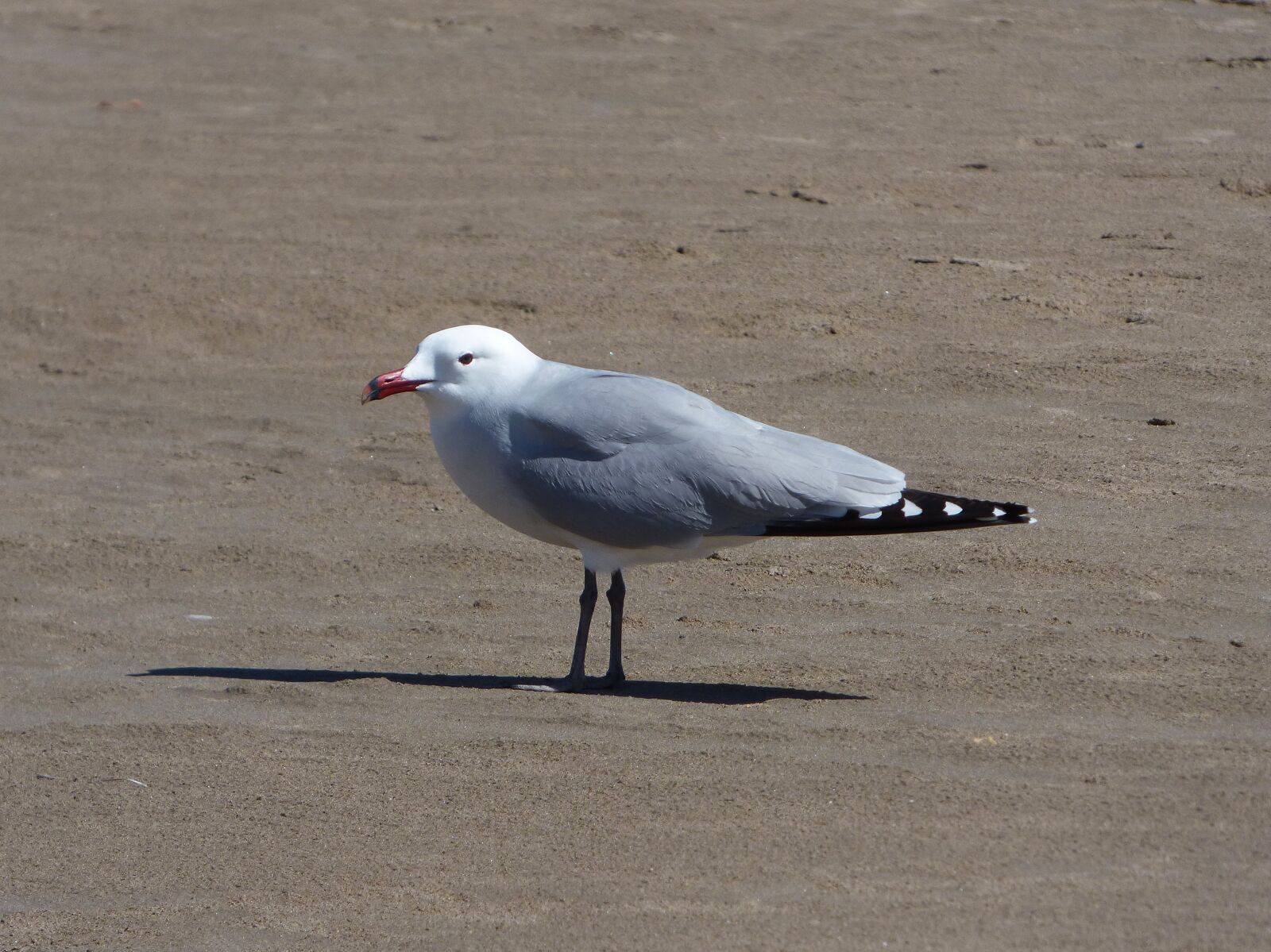 Panasonic Lumix DMC-FZ70 sample photo. Seagull, audouin's gull, ichthyaetus photography