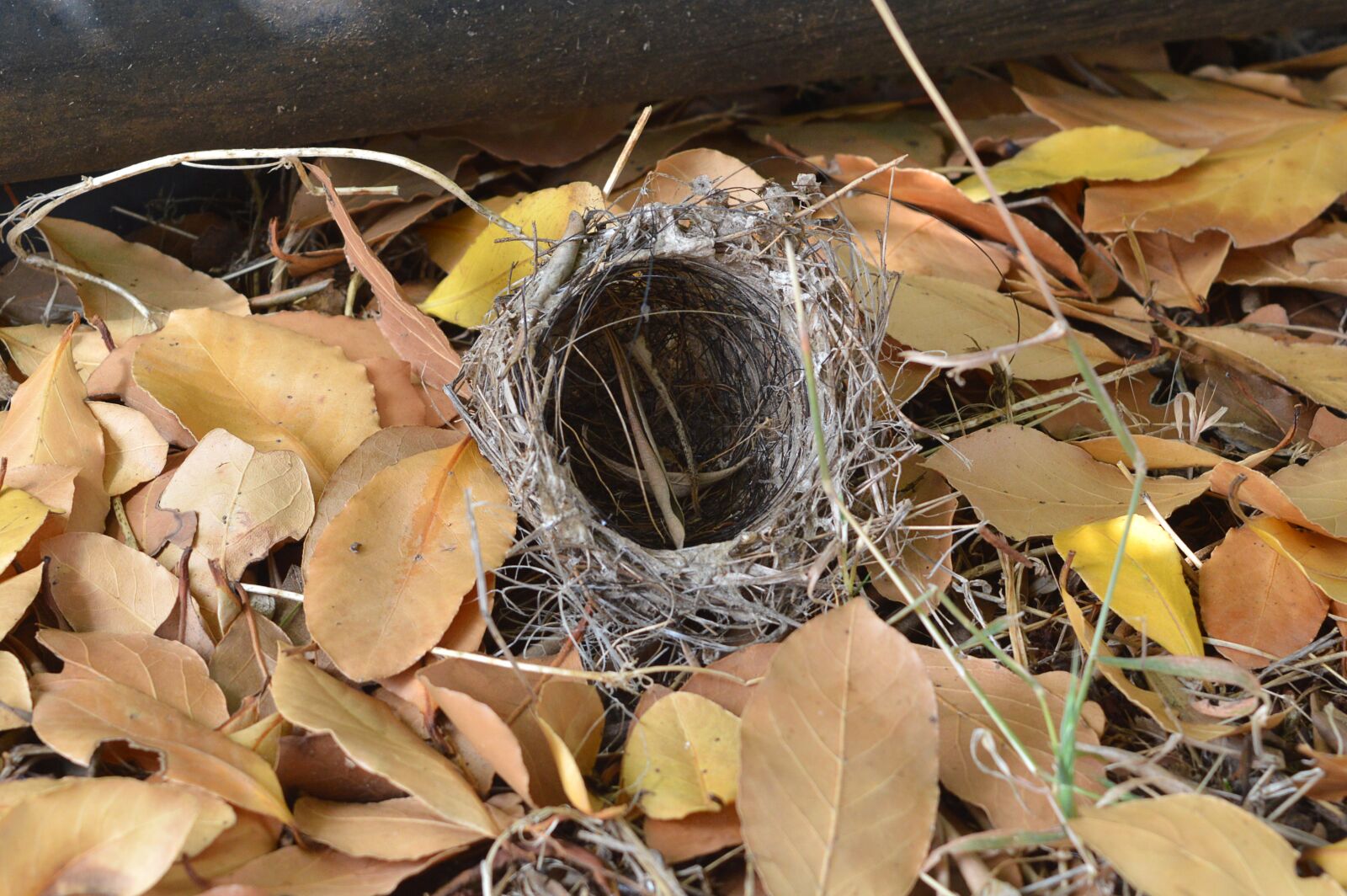 Nikon D3200 sample photo. Plot, horsehair, leaves photography