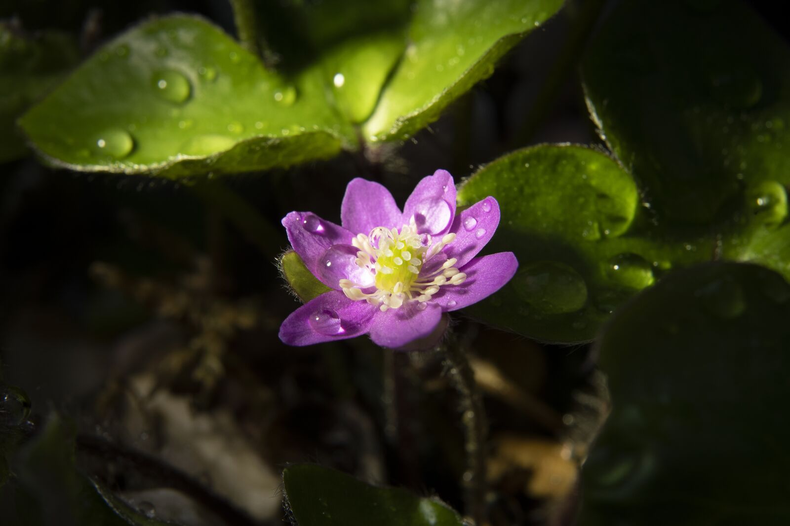 Nikon D850 sample photo. Flower, hepatica, spring photography