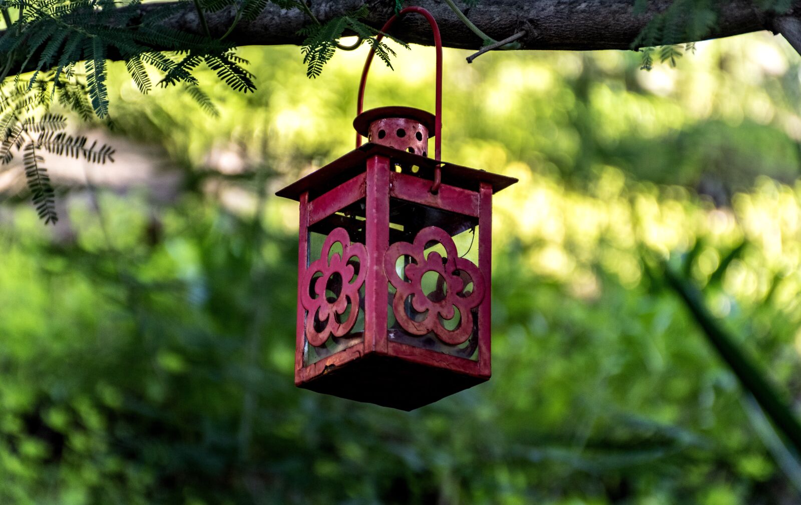Nikon D5600 sample photo. Hanging lantern, lamp, garden photography