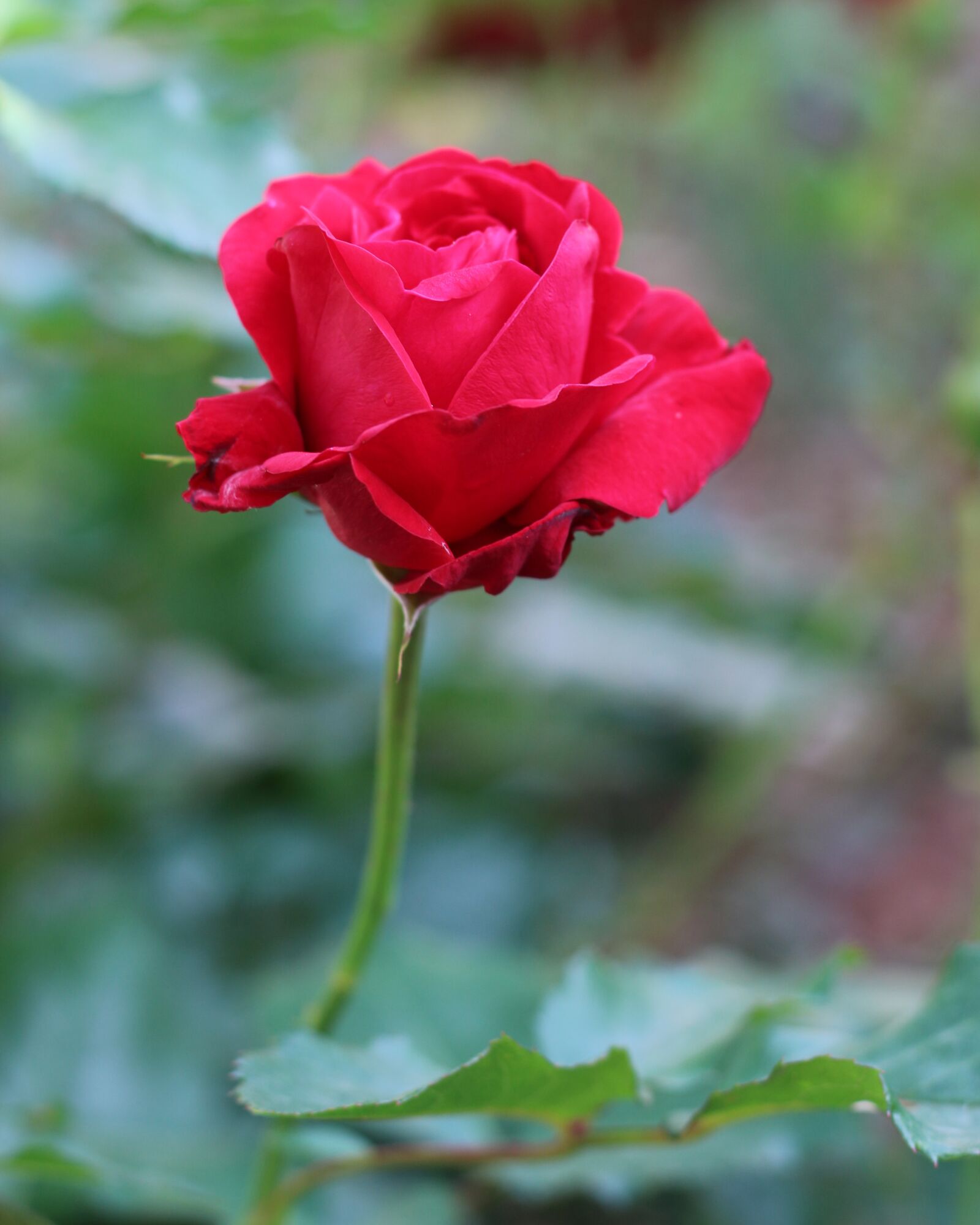 Canon EOS 700D (EOS Rebel T5i / EOS Kiss X7i) sample photo. Red, red rose, flower photography