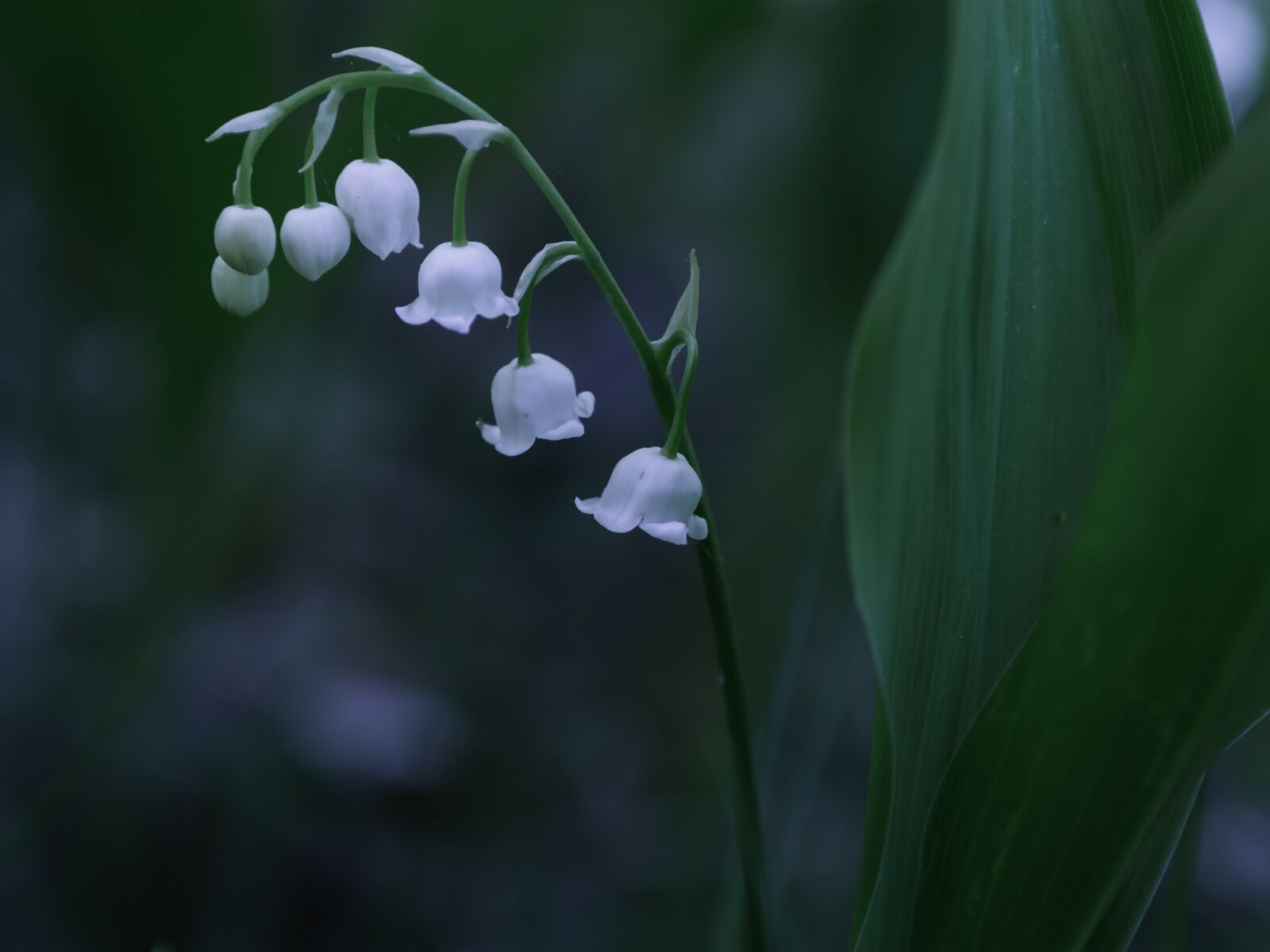 Olympus OM-D E-M10 II sample photo. Lily of the valley photography