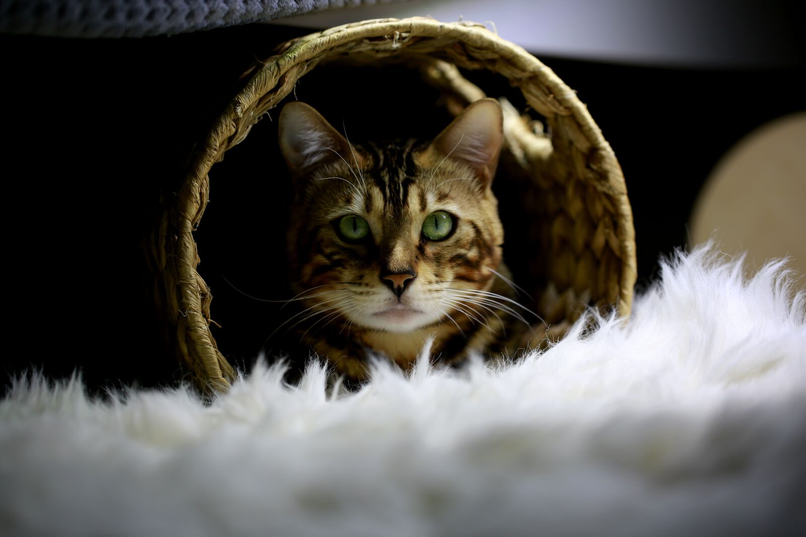 Canon EOS 5D Mark III sample photo. Cat, bengal, cat photo photography