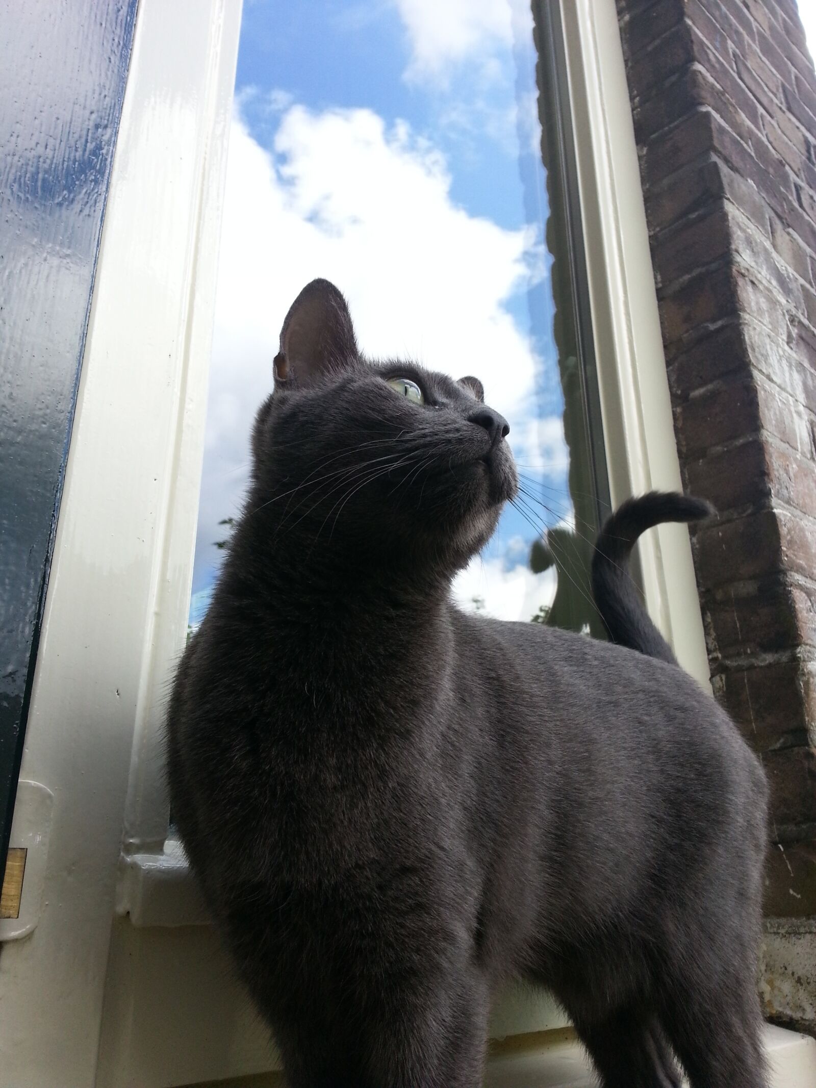 Samsung Galaxy S3 sample photo. Cat, russian blue, clouds photography