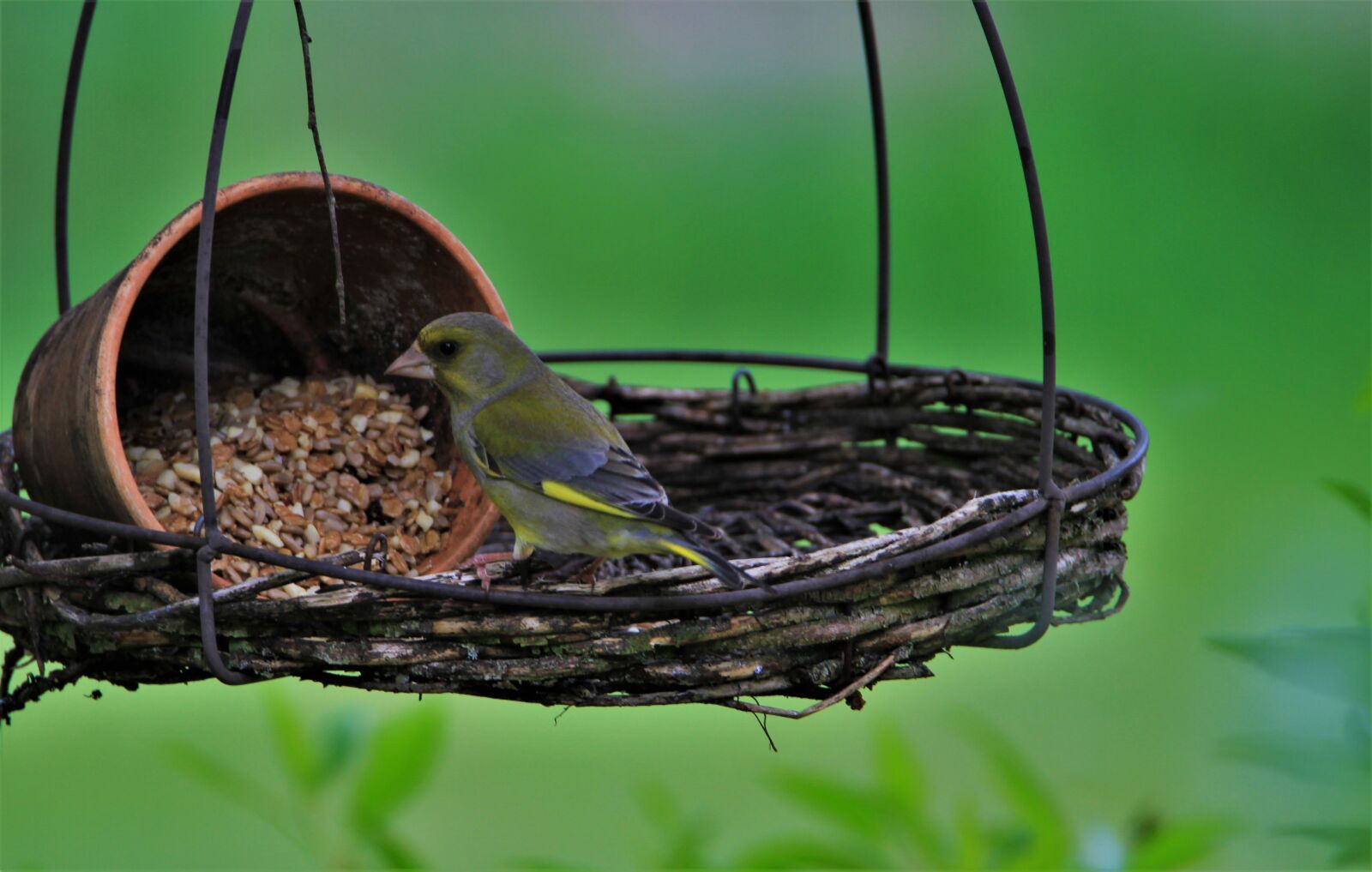 Tamron SP 150-600mm F5-6.3 Di VC USD sample photo. Greenfinch, bird, songbird photography