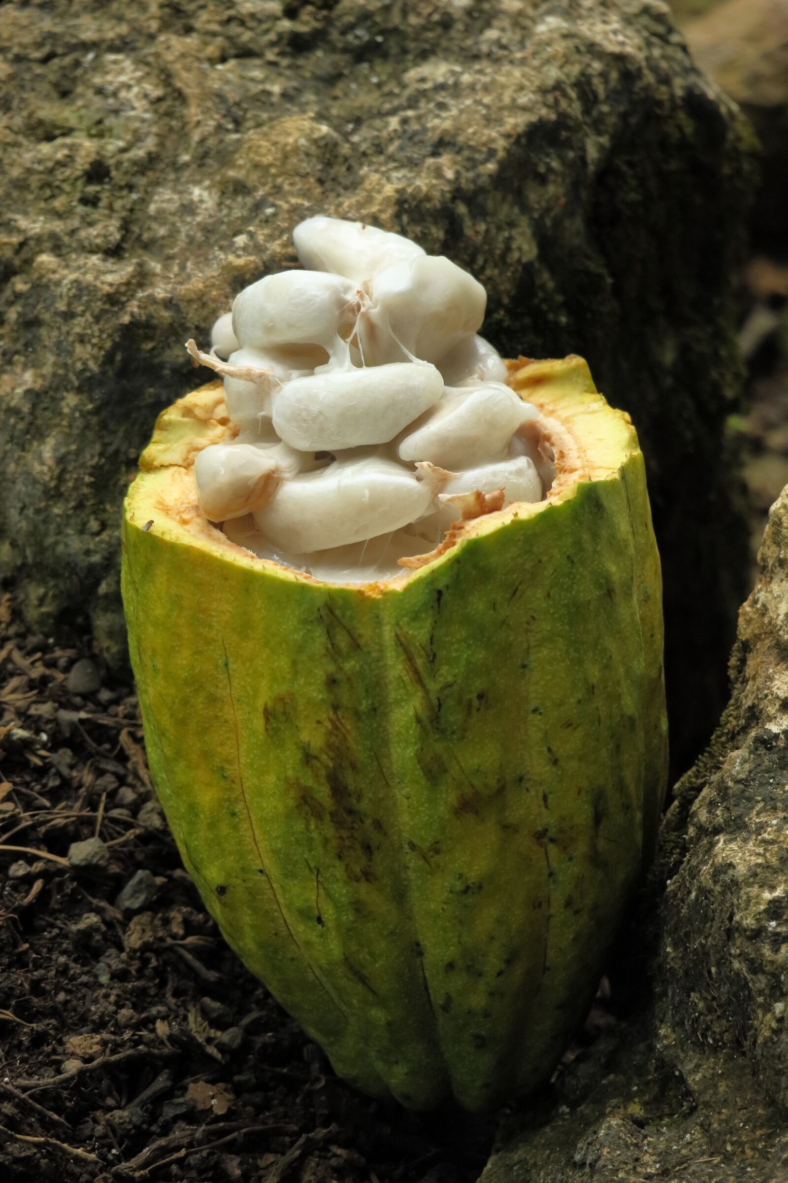Canon PowerShot G3 X sample photo. Cocoa, bean, yellow photography