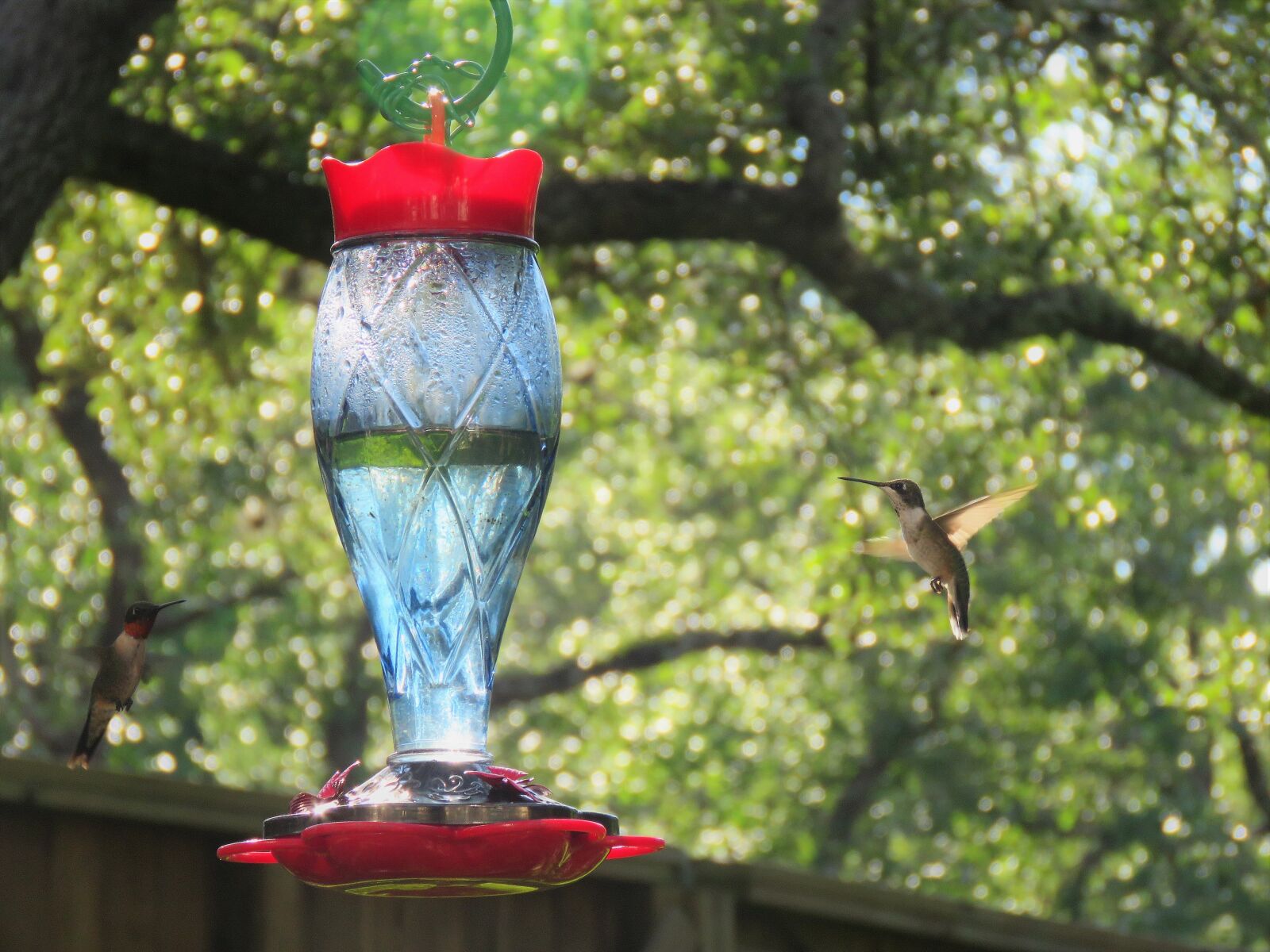 Canon PowerShot SX60 HS sample photo. Birds, humming bird pair photography