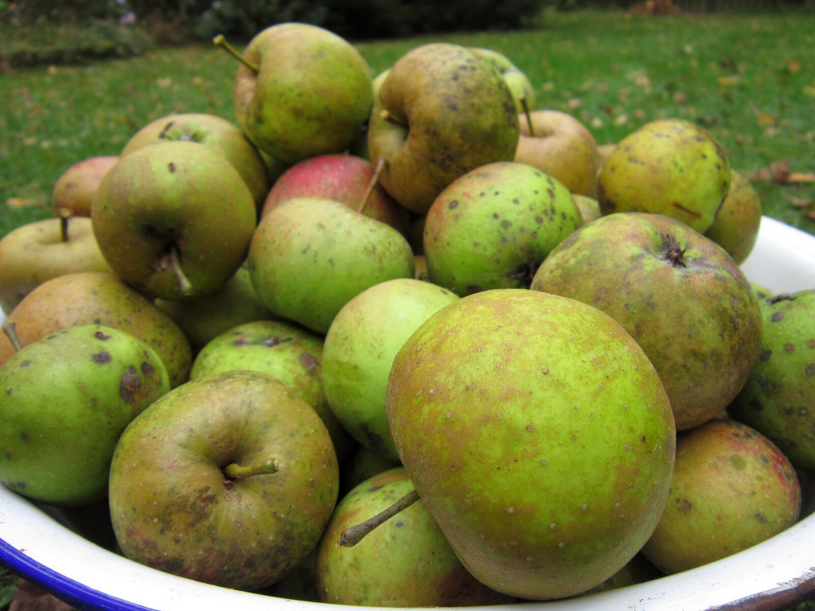 Canon PowerShot A3300 IS sample photo. Apples, bowl, fruits, green photography