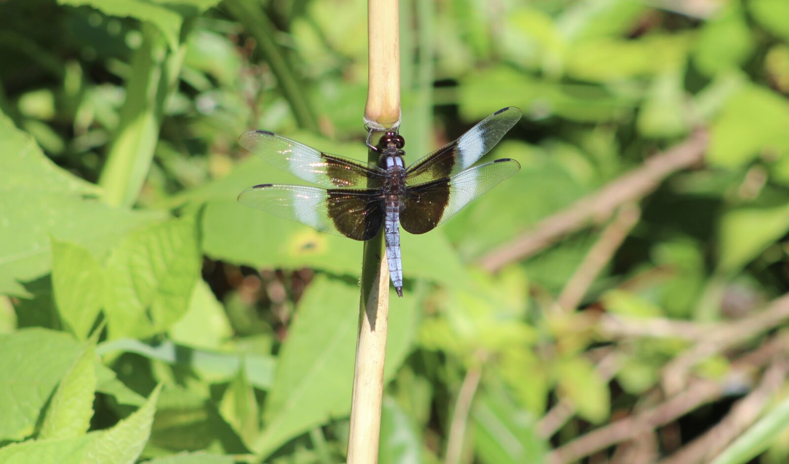 Canon EOS 1300D (EOS Rebel T6 / EOS Kiss X80) sample photo. Dragonfly, nature, insect photography