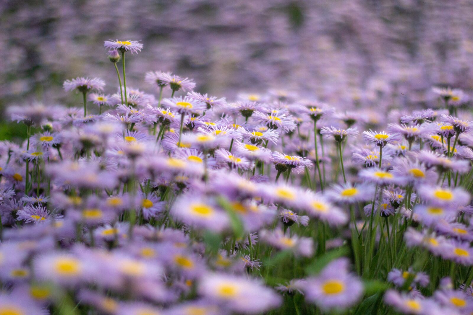 Canon EOS 60D + Canon EF 50mm F1.8 II sample photo. Flowers, purple, perennial asters photography