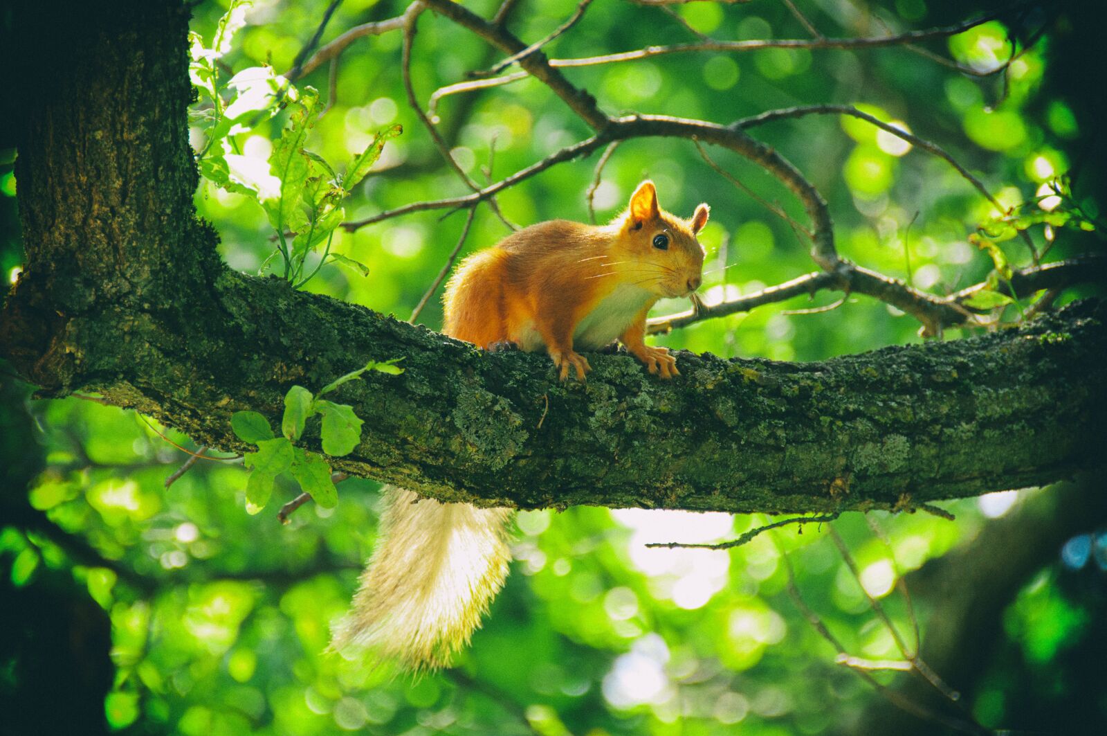 Nikon D90 sample photo. Squirrel, animals, animals in photography