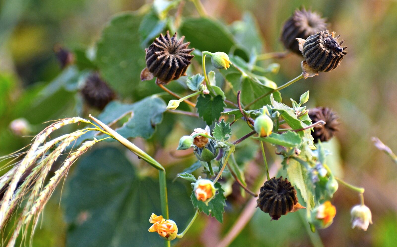 Nikon D5600 sample photo. Wildflowers, ragworts, weed photography