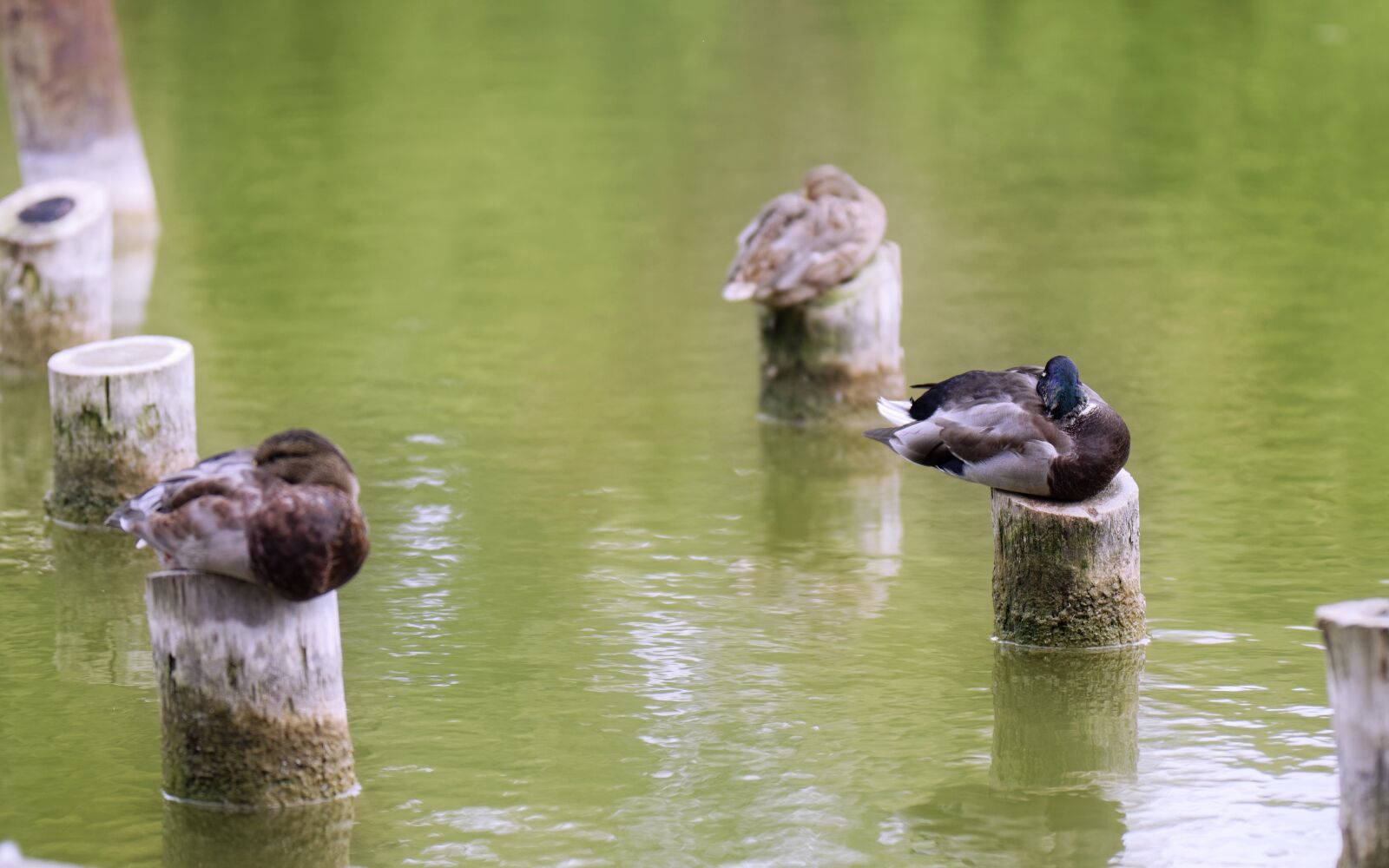 Nikon D5300 sample photo. Ducks, birds, nature photography