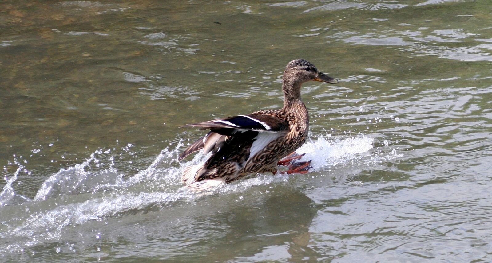 Canon EOS 350D (EOS Digital Rebel XT / EOS Kiss Digital N) sample photo. Flight, duck, wild photography