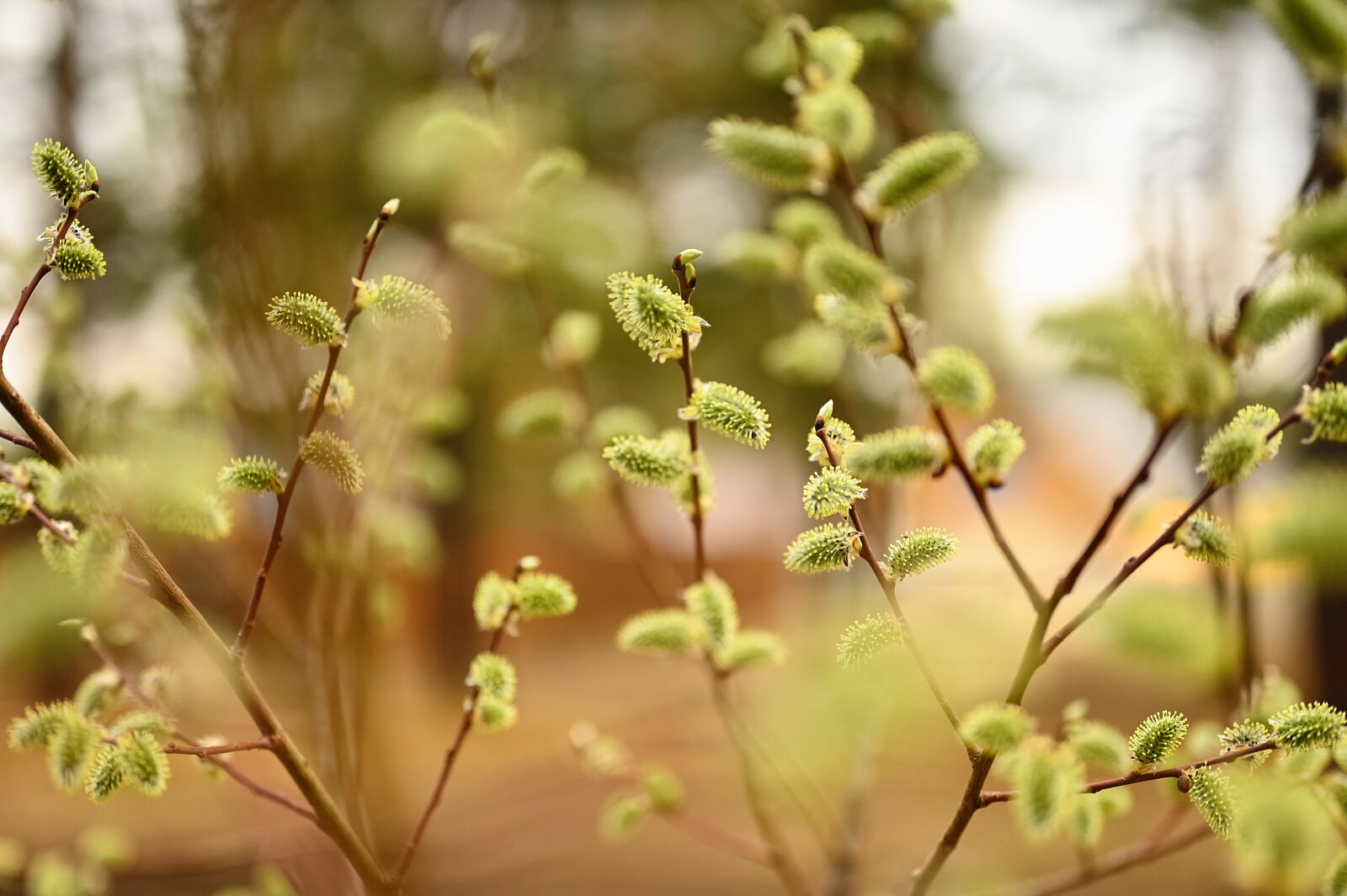 Nikon Nikkor Z 50mm F1.8 S sample photo. Verba, spring, nature photography