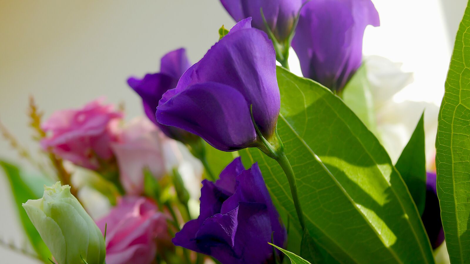 Panasonic Lumix DMC-GH4 sample photo. Nature, flora, leaf photography