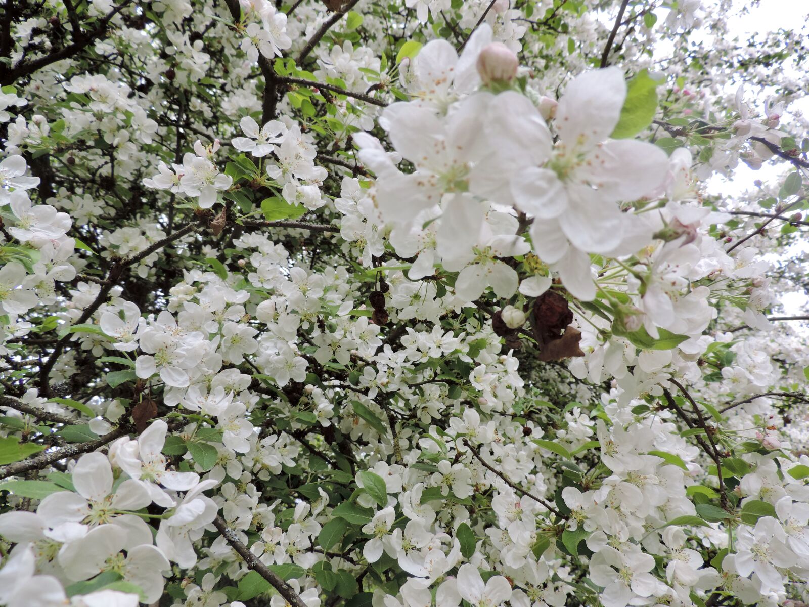 Nikon Coolpix P520 sample photo. Apple blossoms, bloom, apple photography