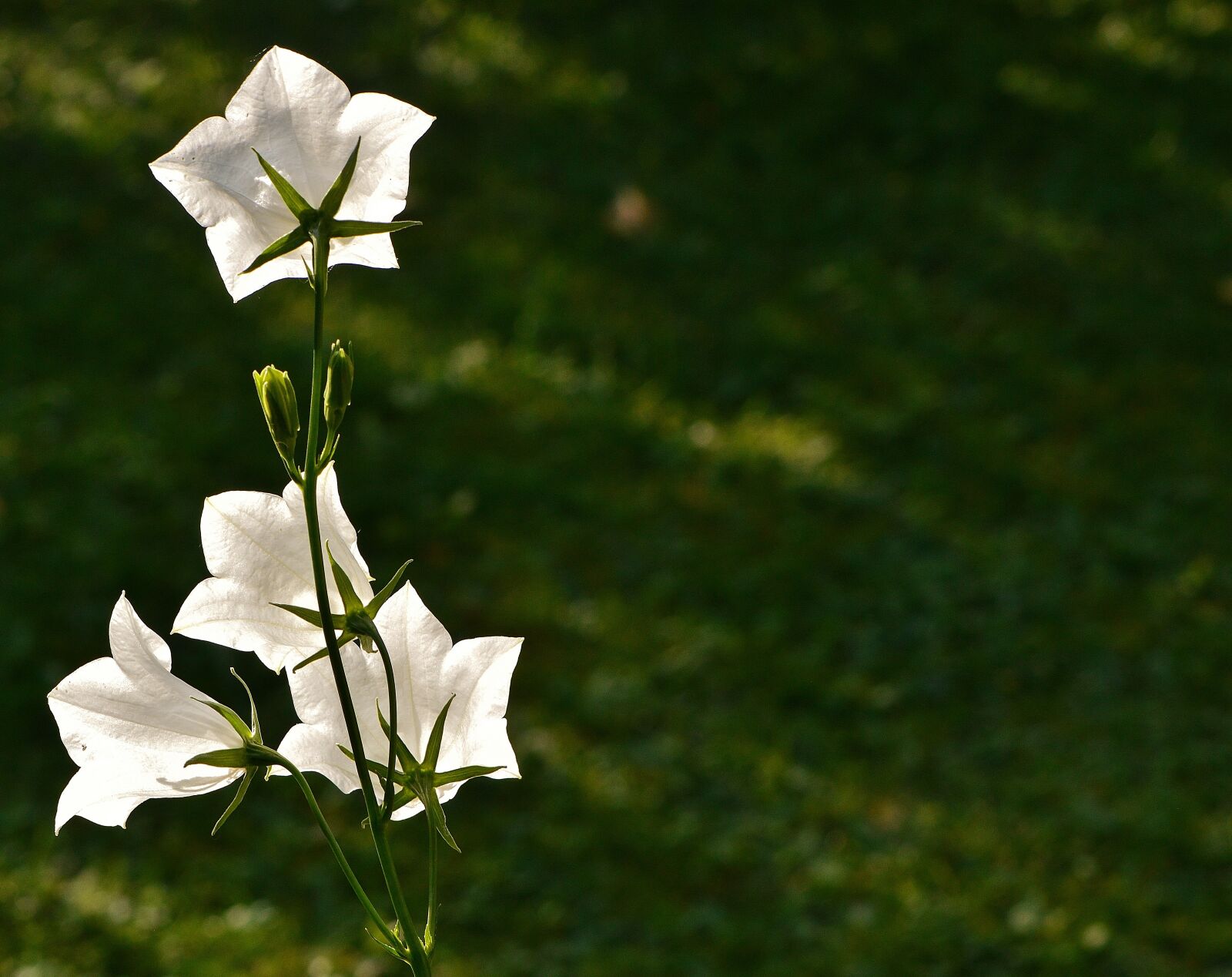 Nikon D3200 sample photo. Flowers, bells, white photography