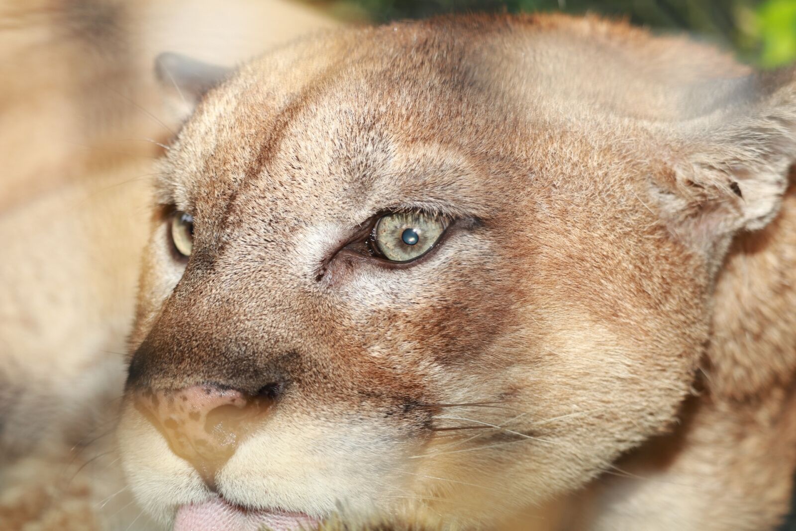 Canon EOS 80D sample photo. Lion, wild, zoo photography