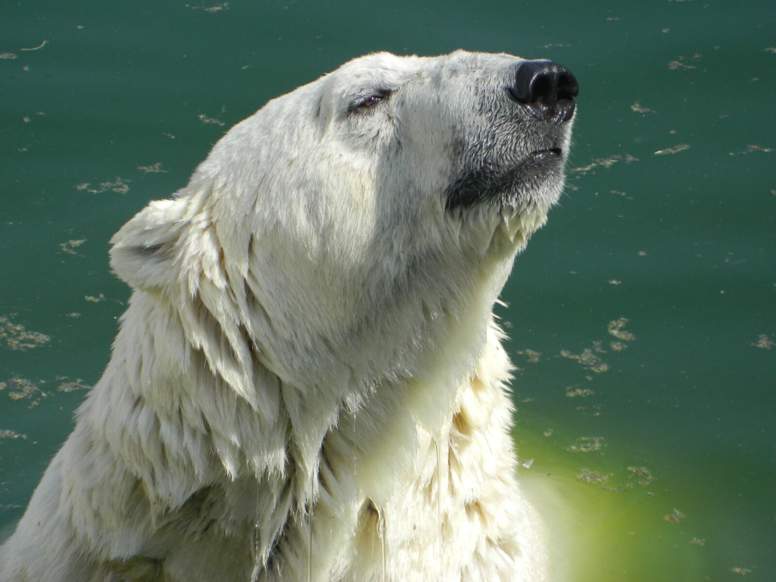 Nikon COOLPIX L310 sample photo. White, bear, animals photography