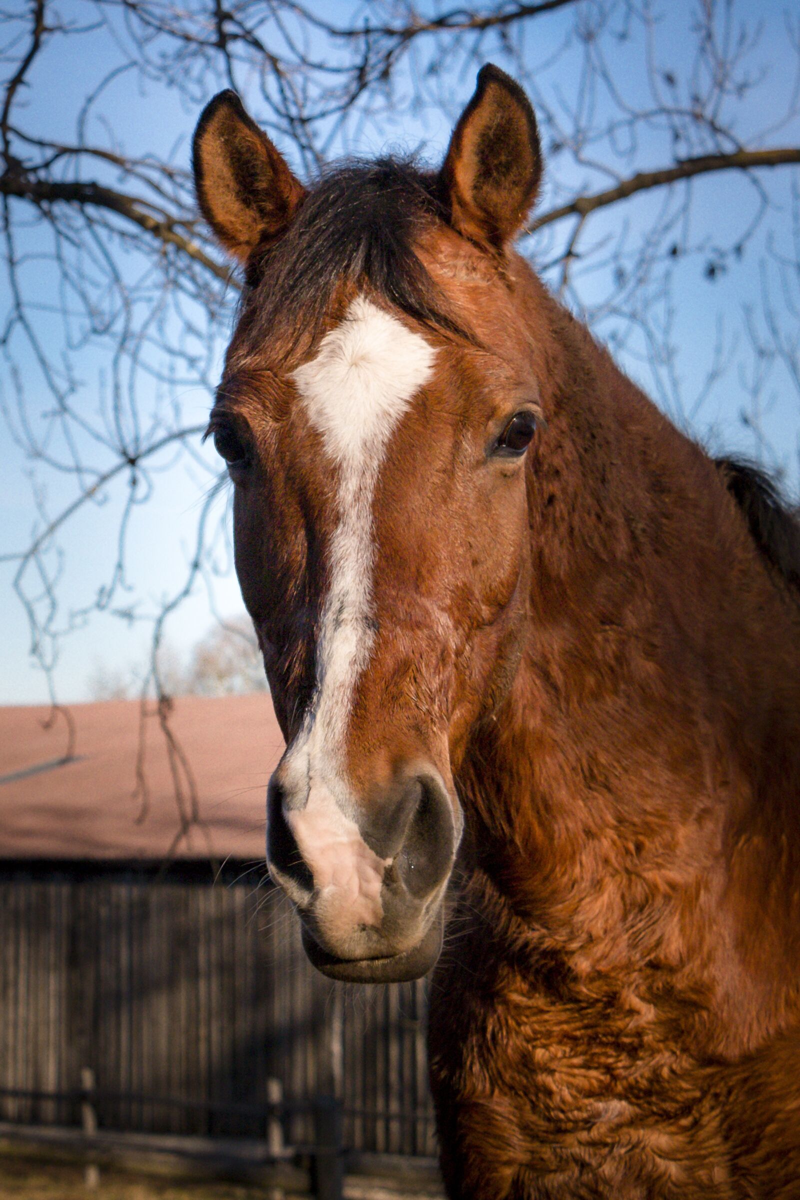 Canon EOS 70D sample photo. Horse, animals, reiterhof photography