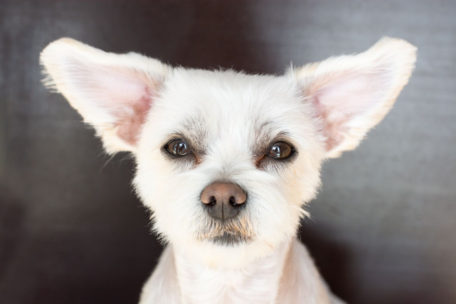 Nikon D7100 sample photo. Dog, white, ears photography