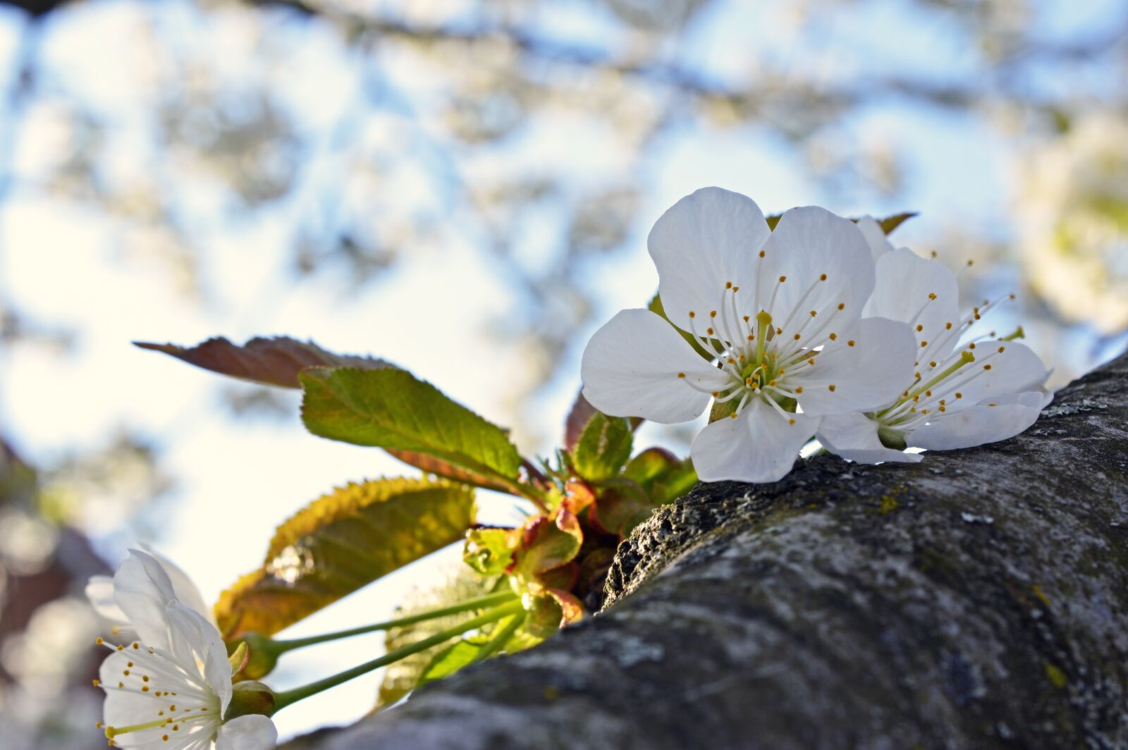 Nikon D3200 sample photo. Cherry blossom, blossom, bloom photography