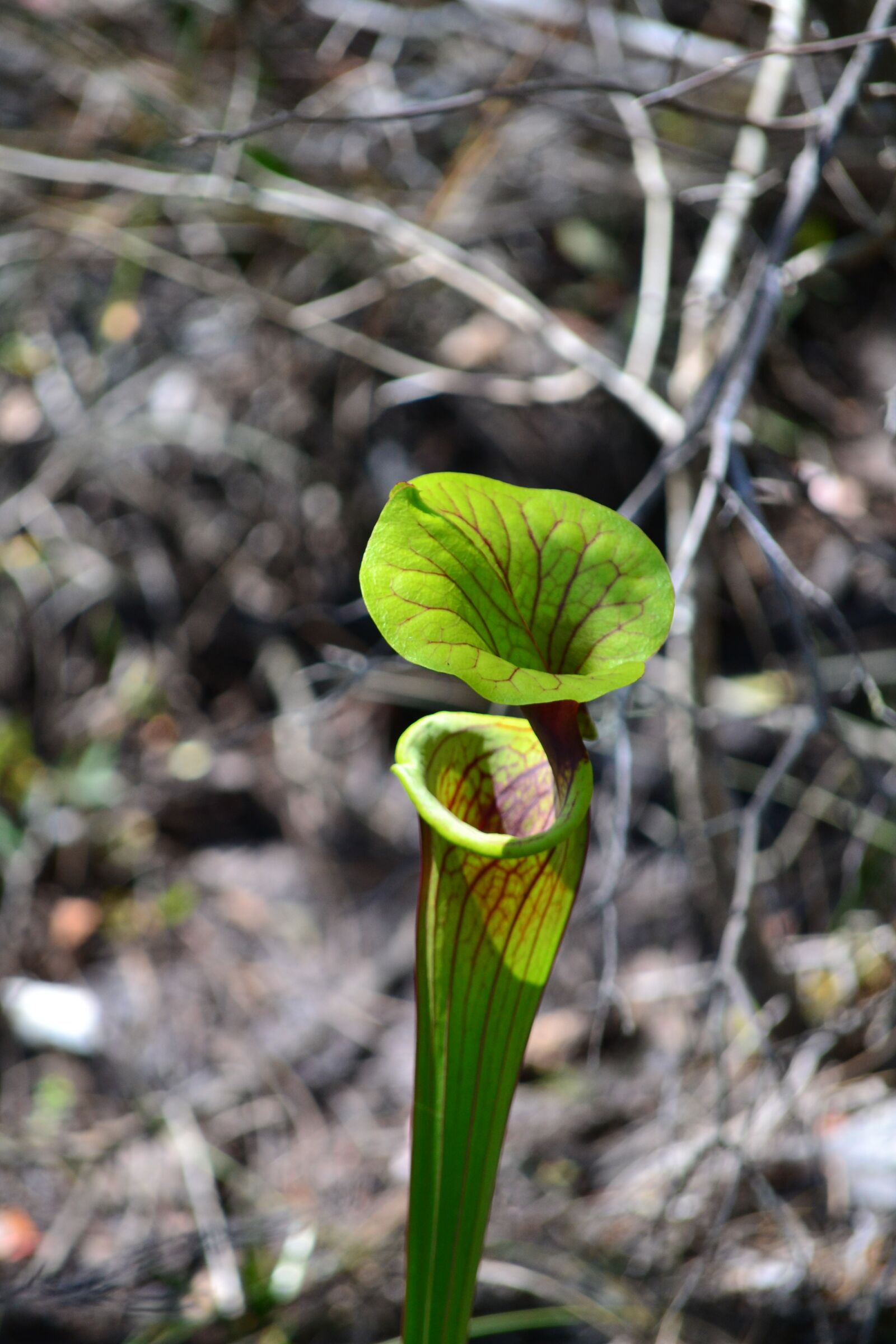 Nikon D3100 sample photo. Pitcher plant, florida, nature photography