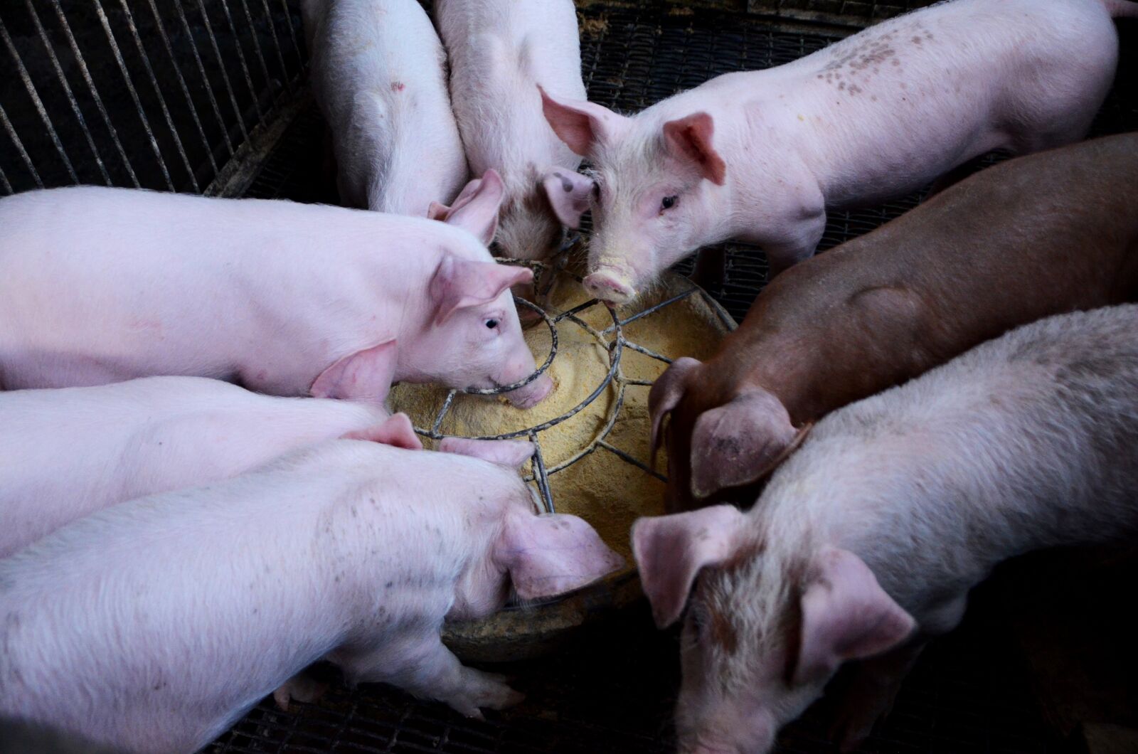 Nikon D7000 sample photo. Pig, farms, journey photography
