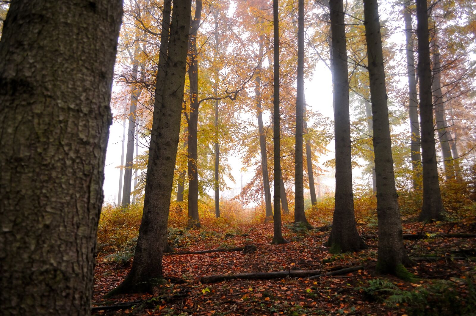 Nikon D5000 sample photo. Forest, sunrise, nature photography