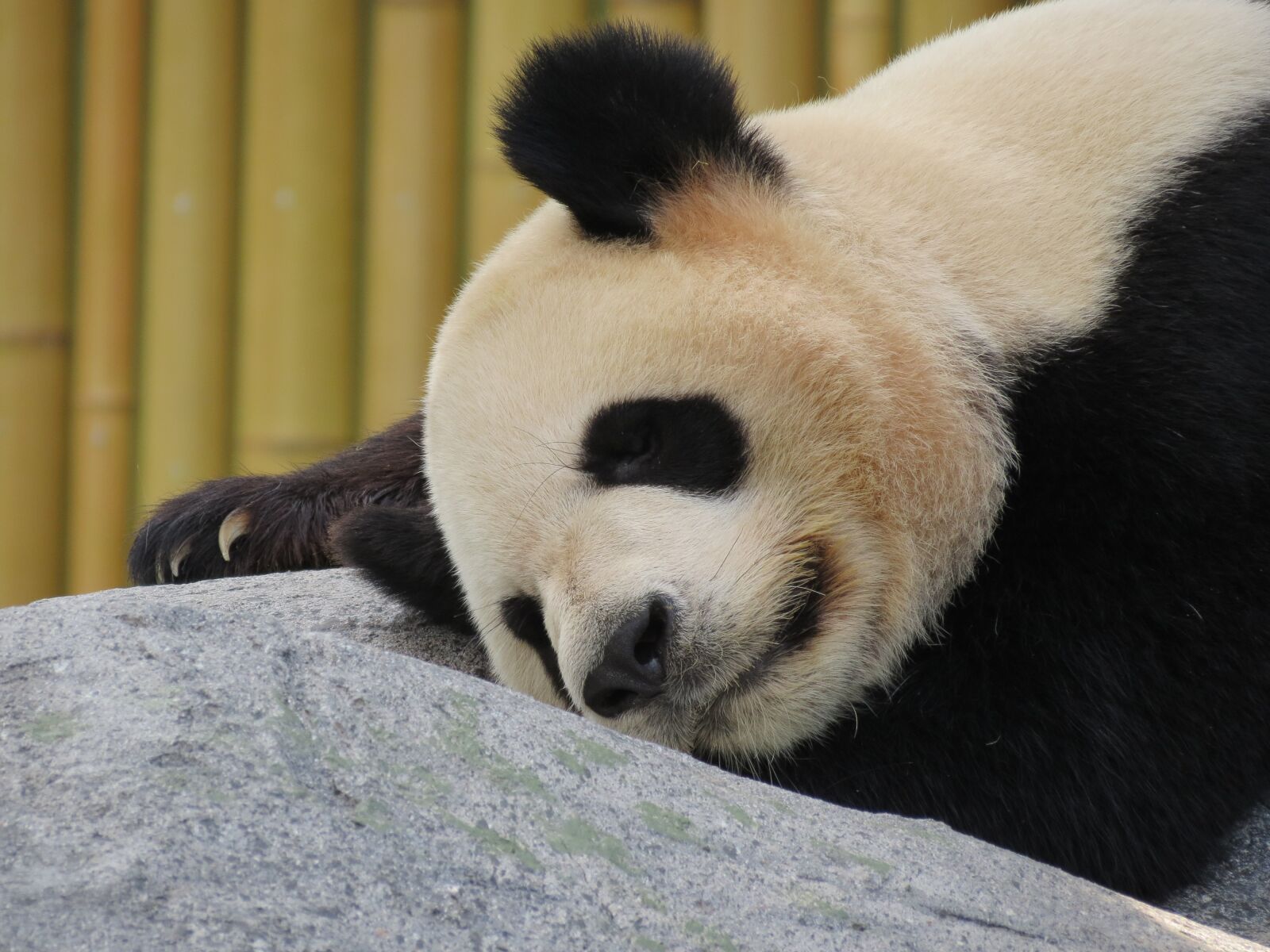 Canon PowerShot SX40 HS sample photo. Panda, giant panda, bear photography