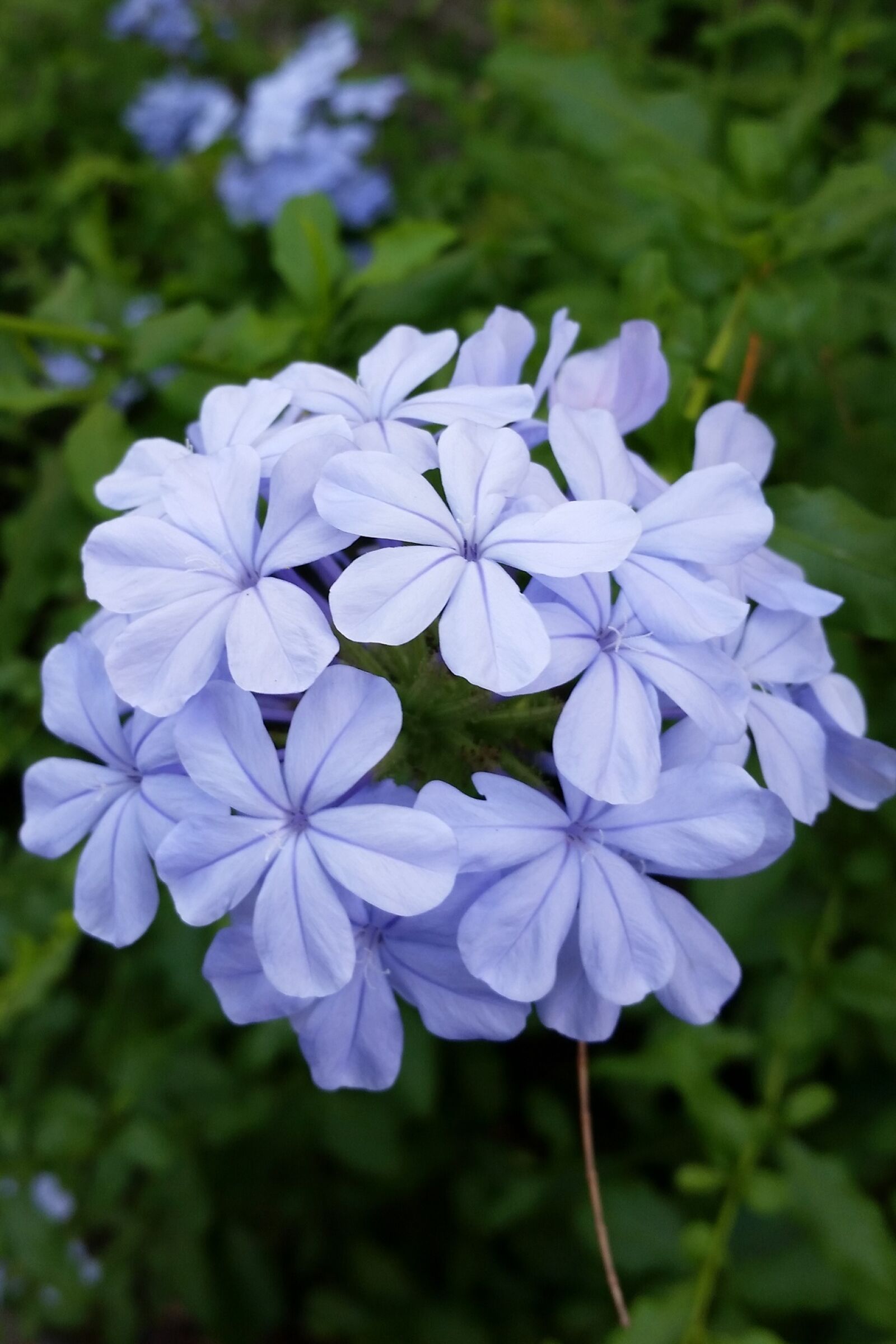 Samsung Galaxy S5 sample photo. Miramelinda, joy, flower photography