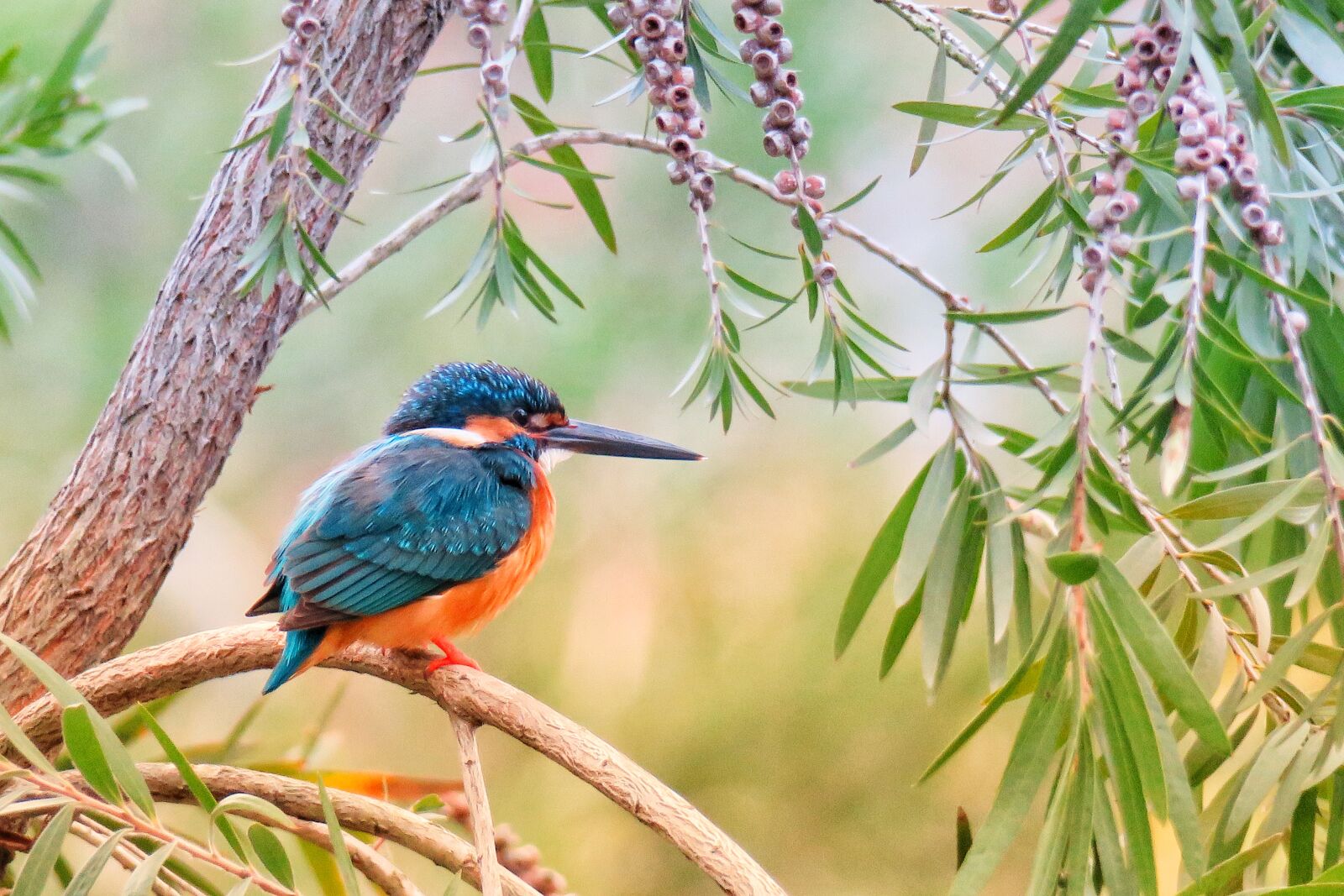 Canon PowerShot G3 X sample photo. Kingfisher, natural, bird photography